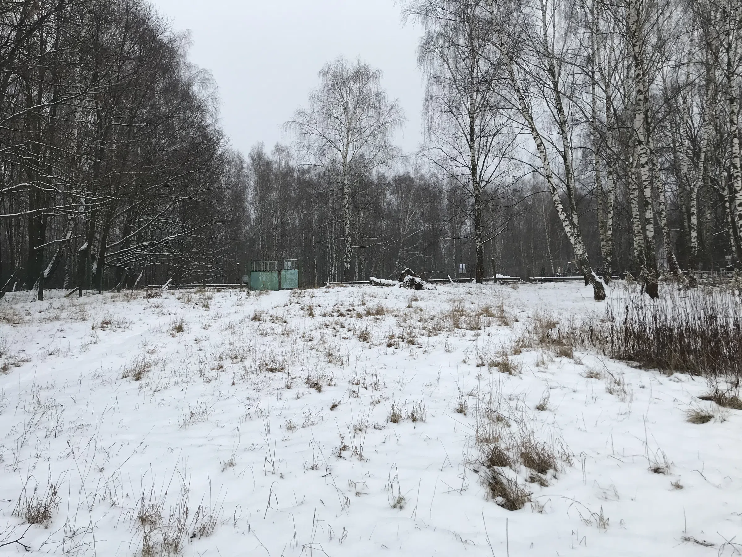 Зимнее озеро в берёзах, фото 16