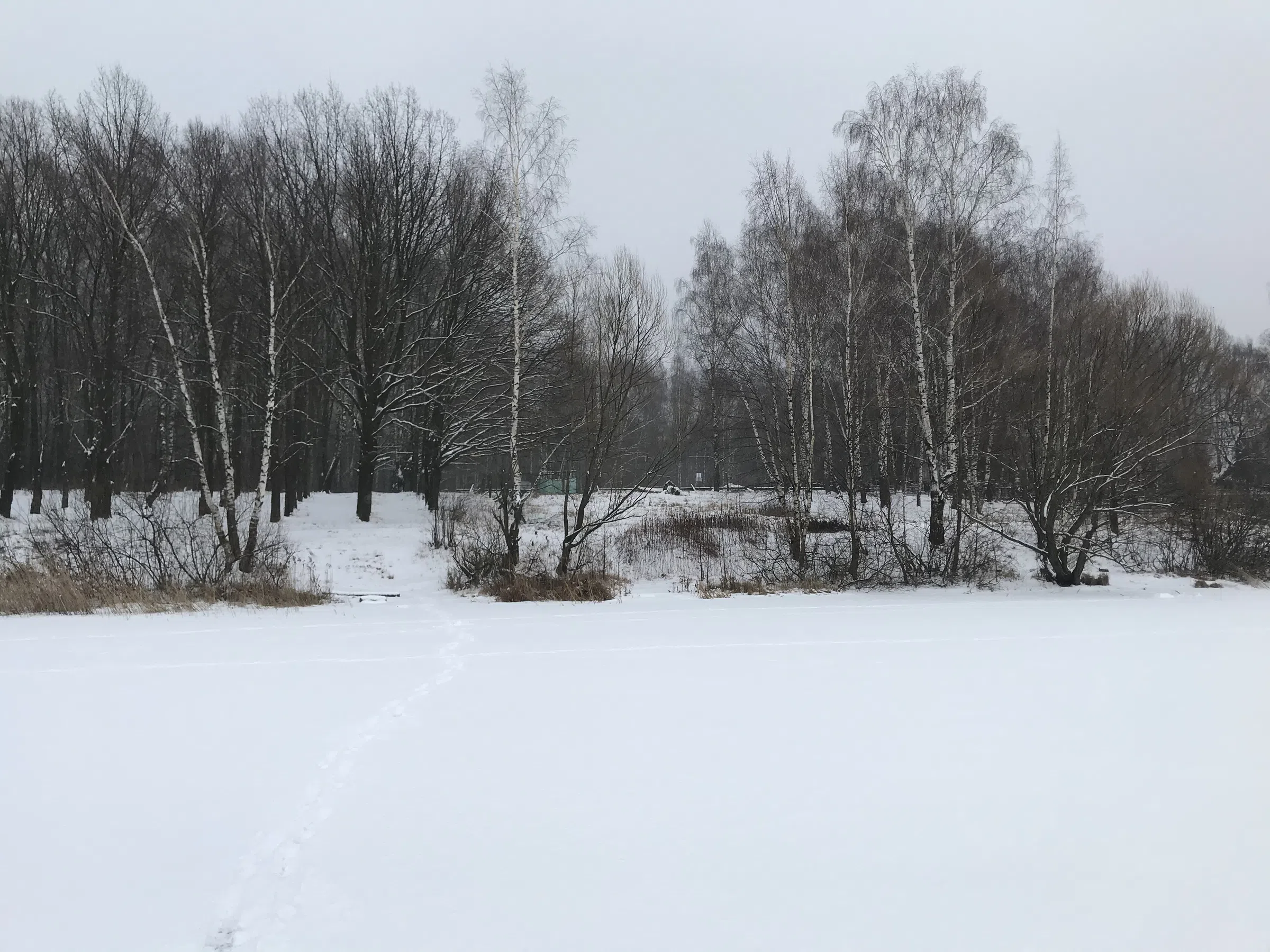 Зимнее озеро в берёзах, фото 19