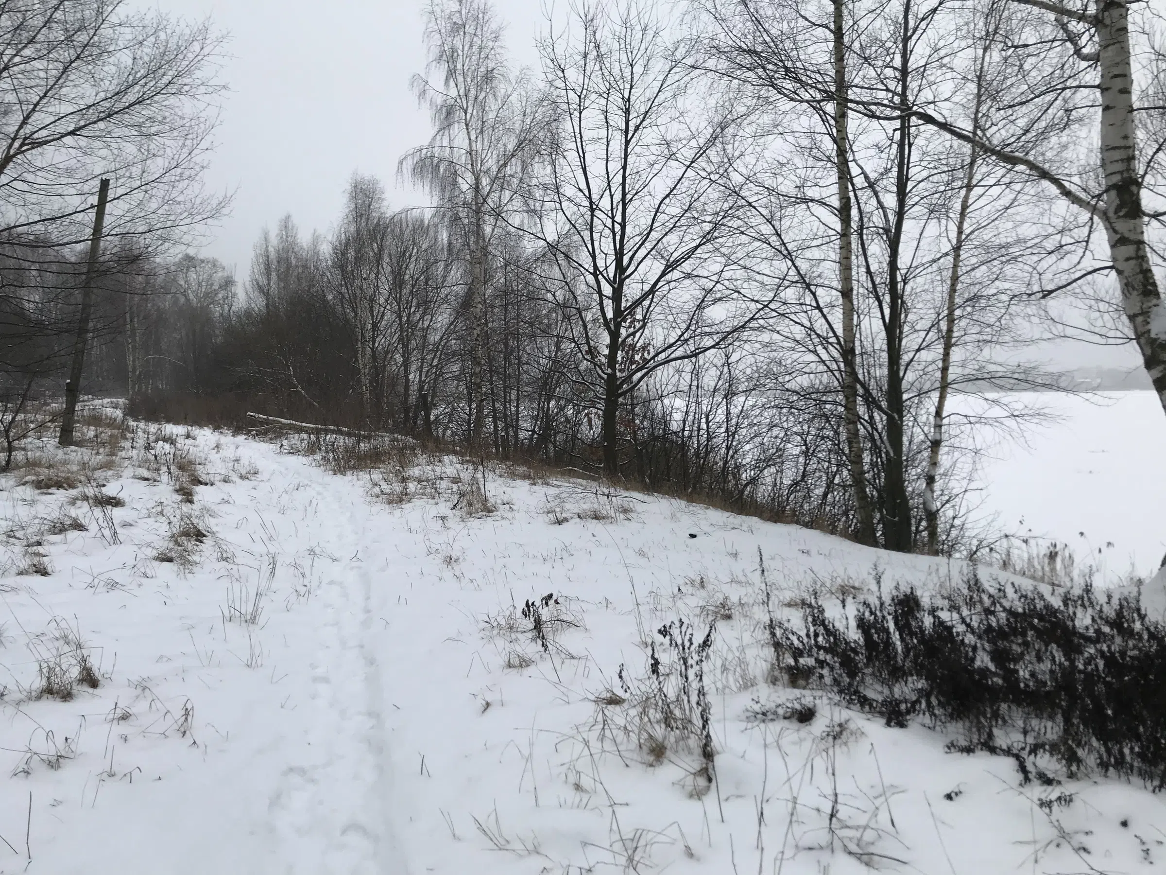 Зимнее озеро в берёзах, фото 12
