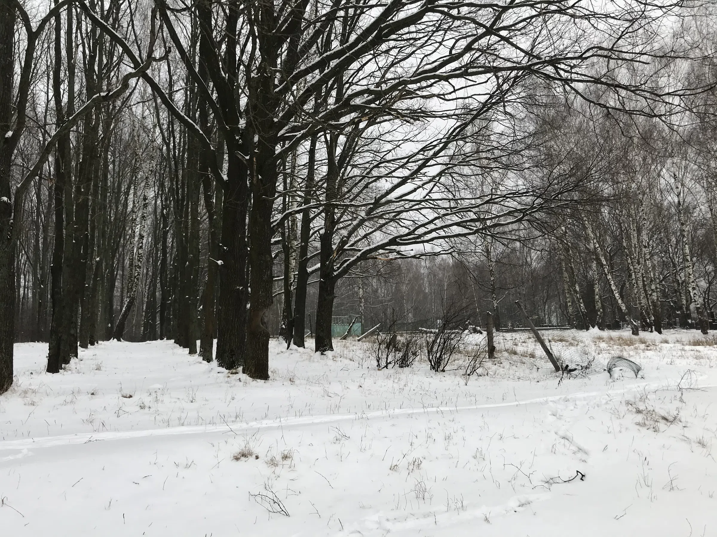 Зимнее озеро в берёзах, фото 6