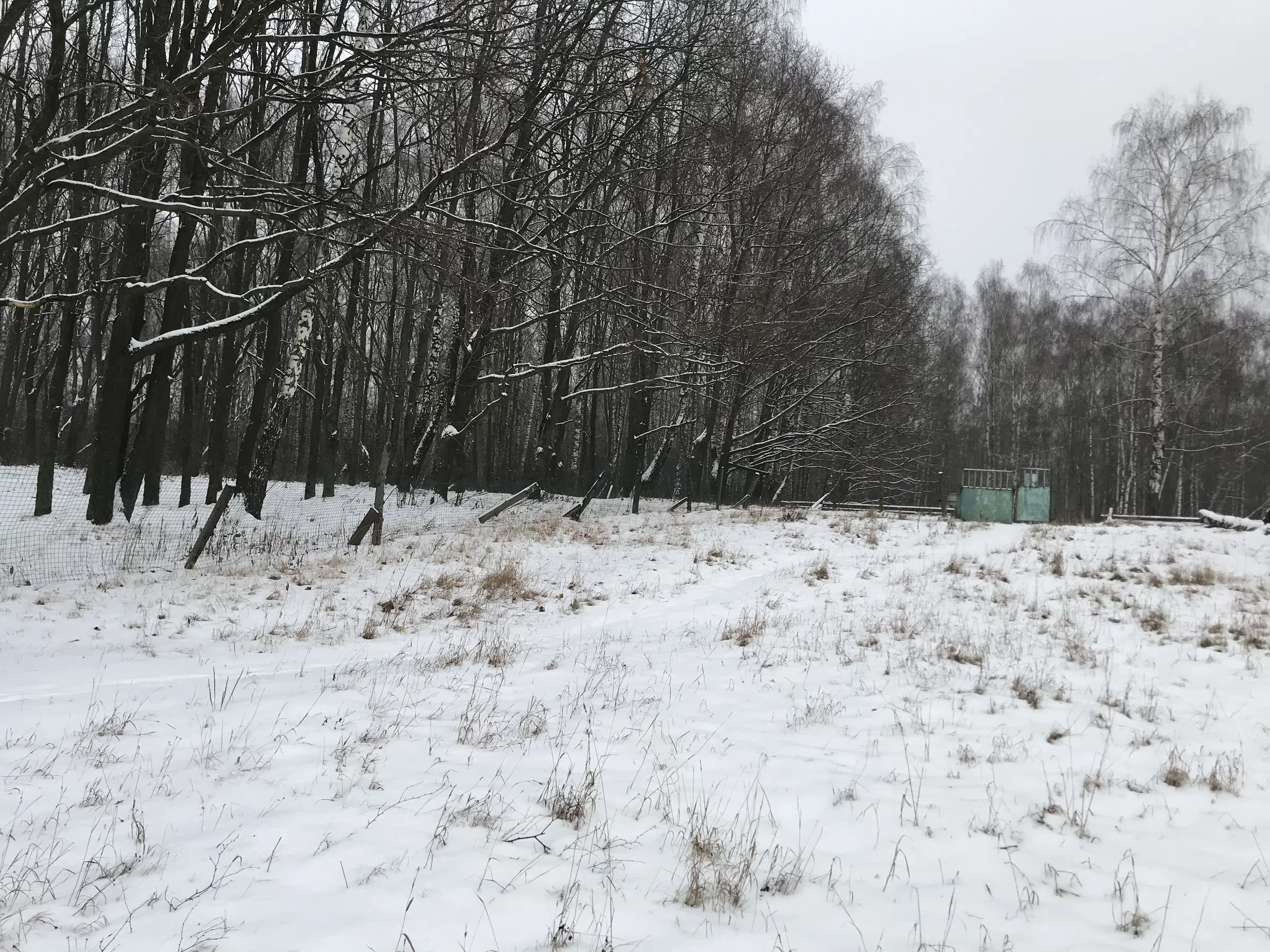 Зимнее озеро в берёзах, фото 15