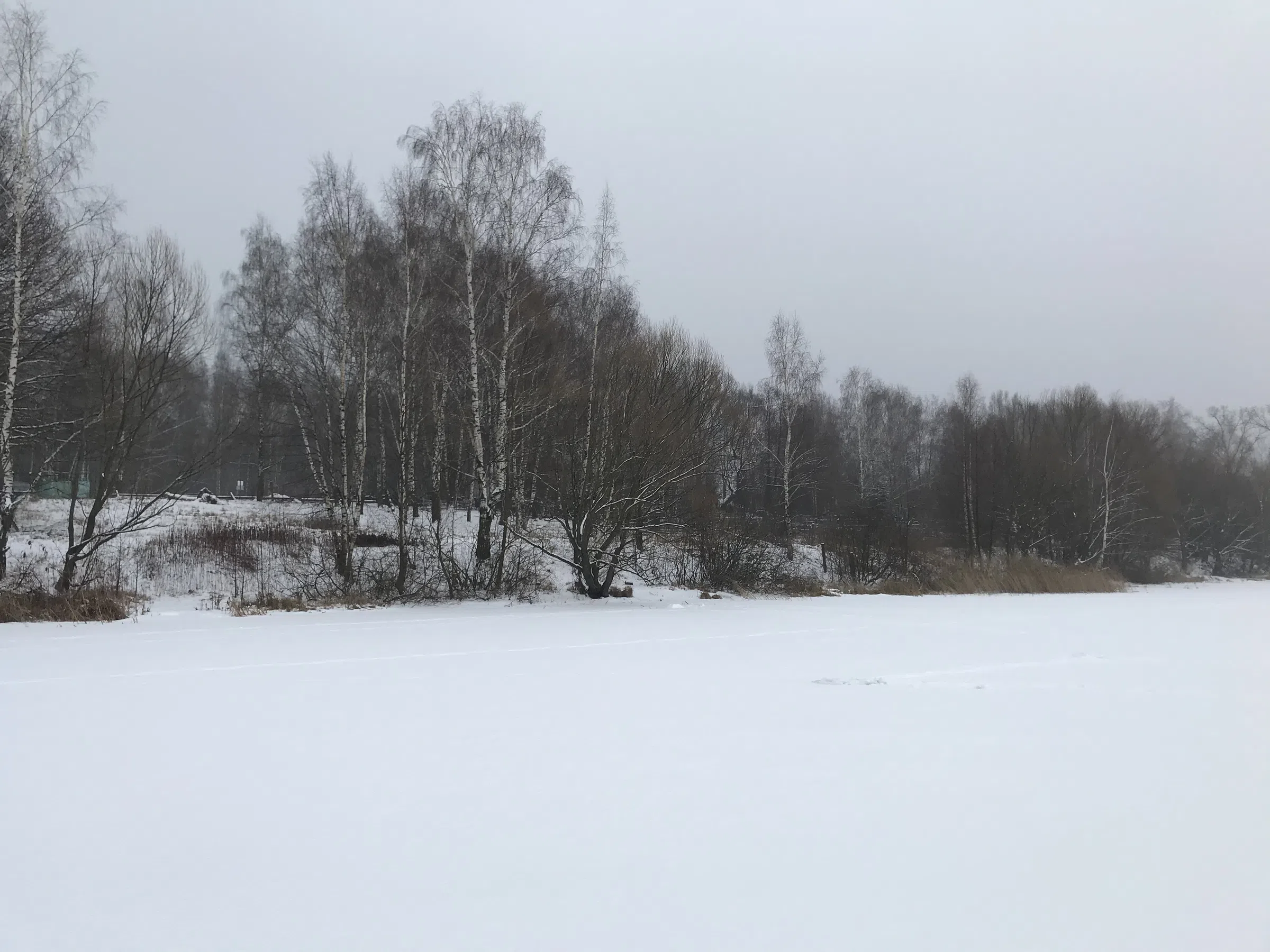 Зимнее озеро в берёзах, фото 20