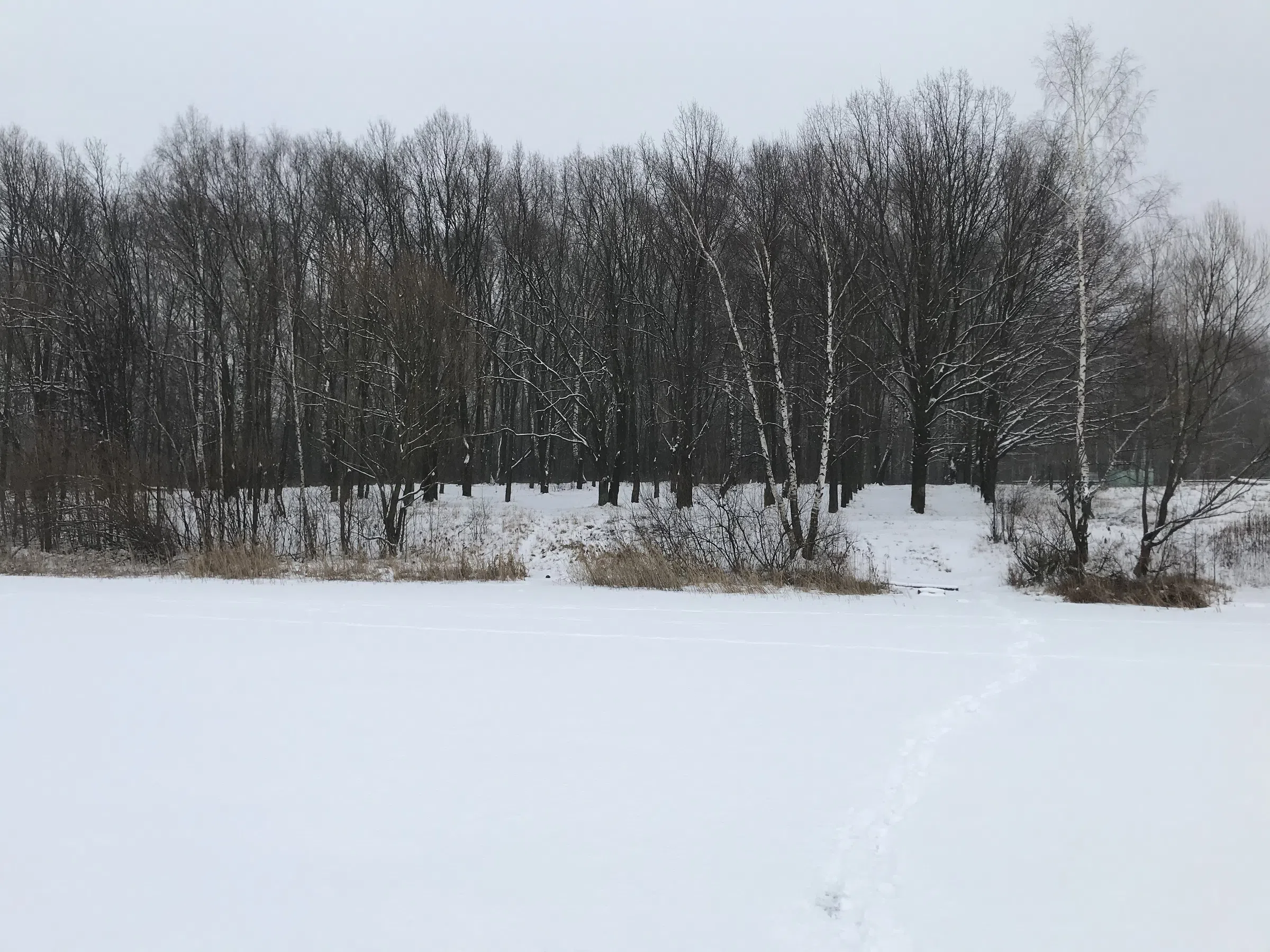 Зимнее озеро в берёзах, фото 18