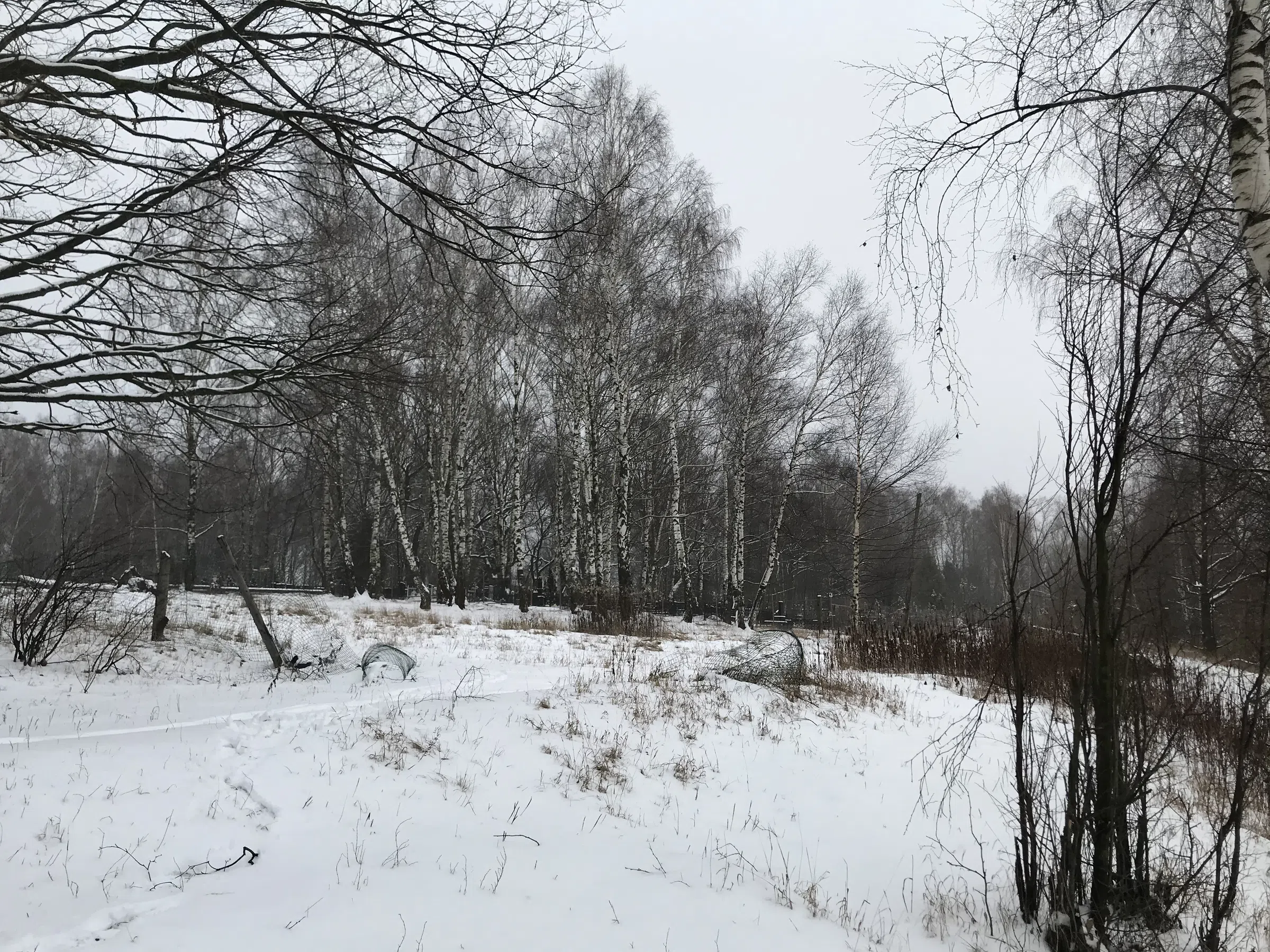 Зимнее озеро в берёзах, фото 5