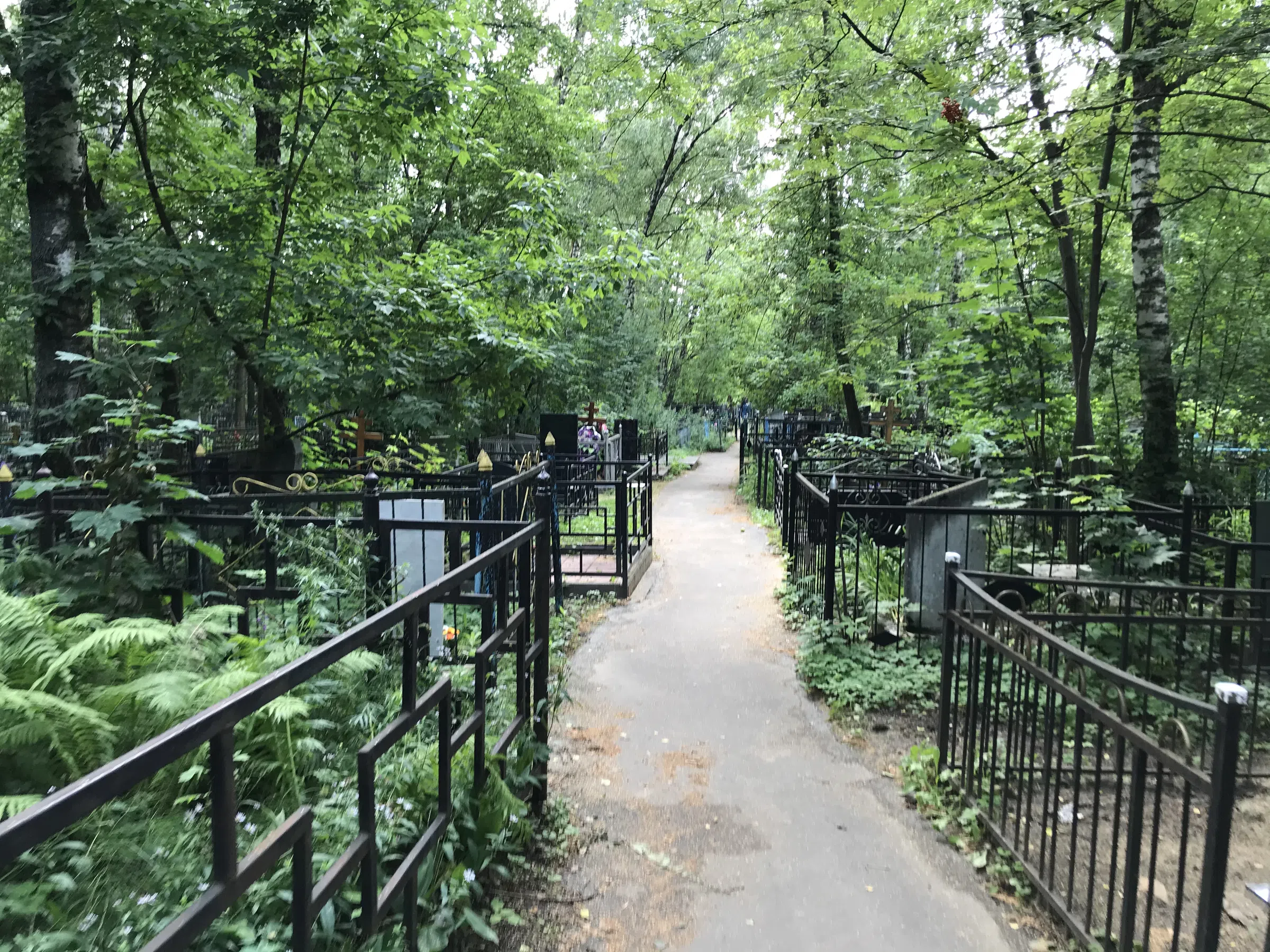 Берёзовая роща скорби, фото 2