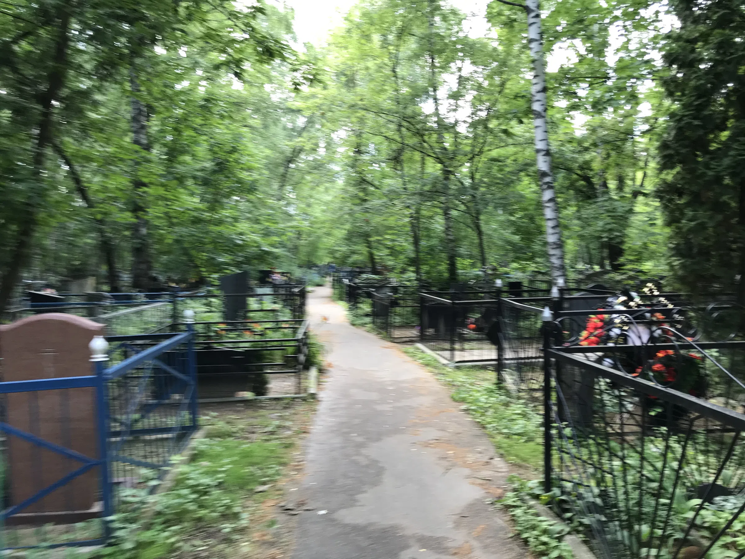 Берёзовая роща скорби, фото 1