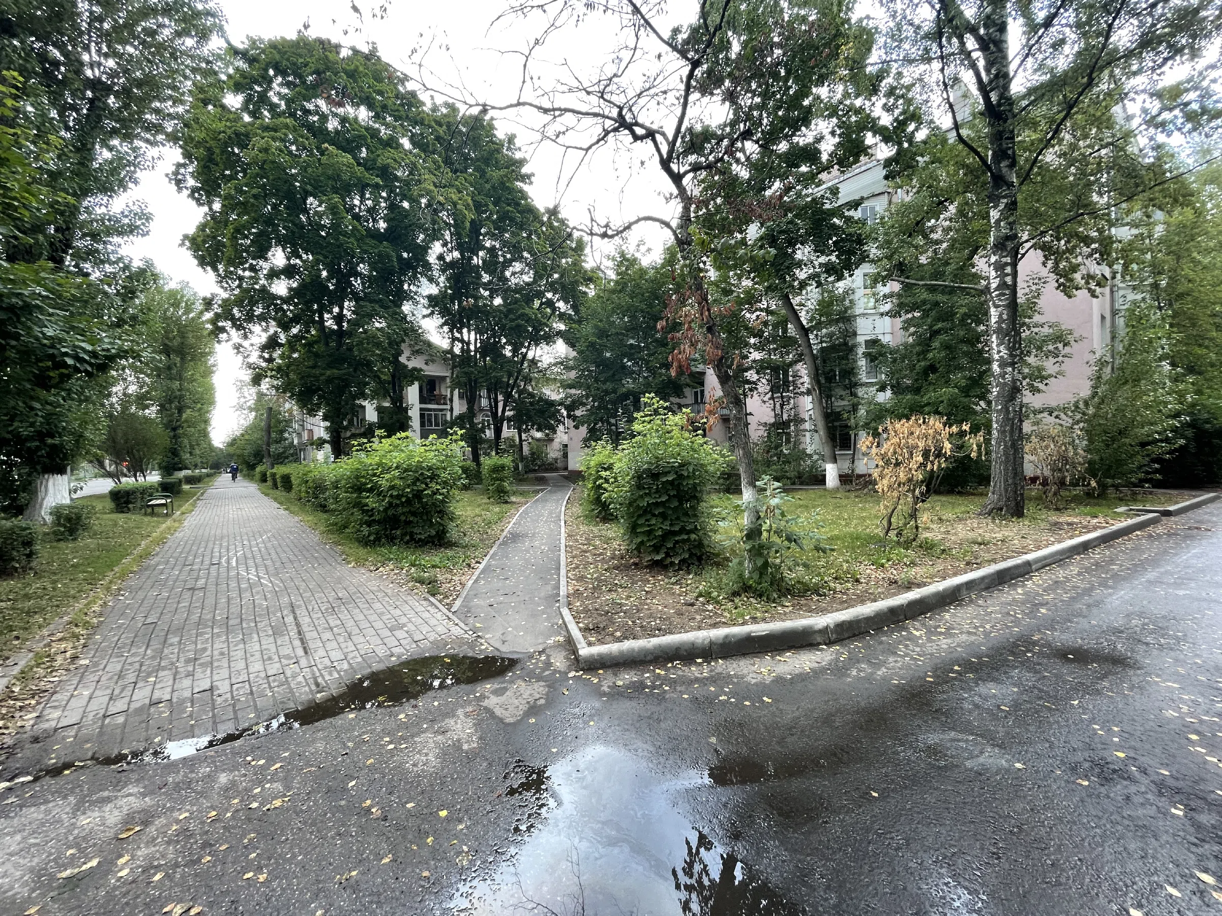 Сталинка с лианами, фото 2