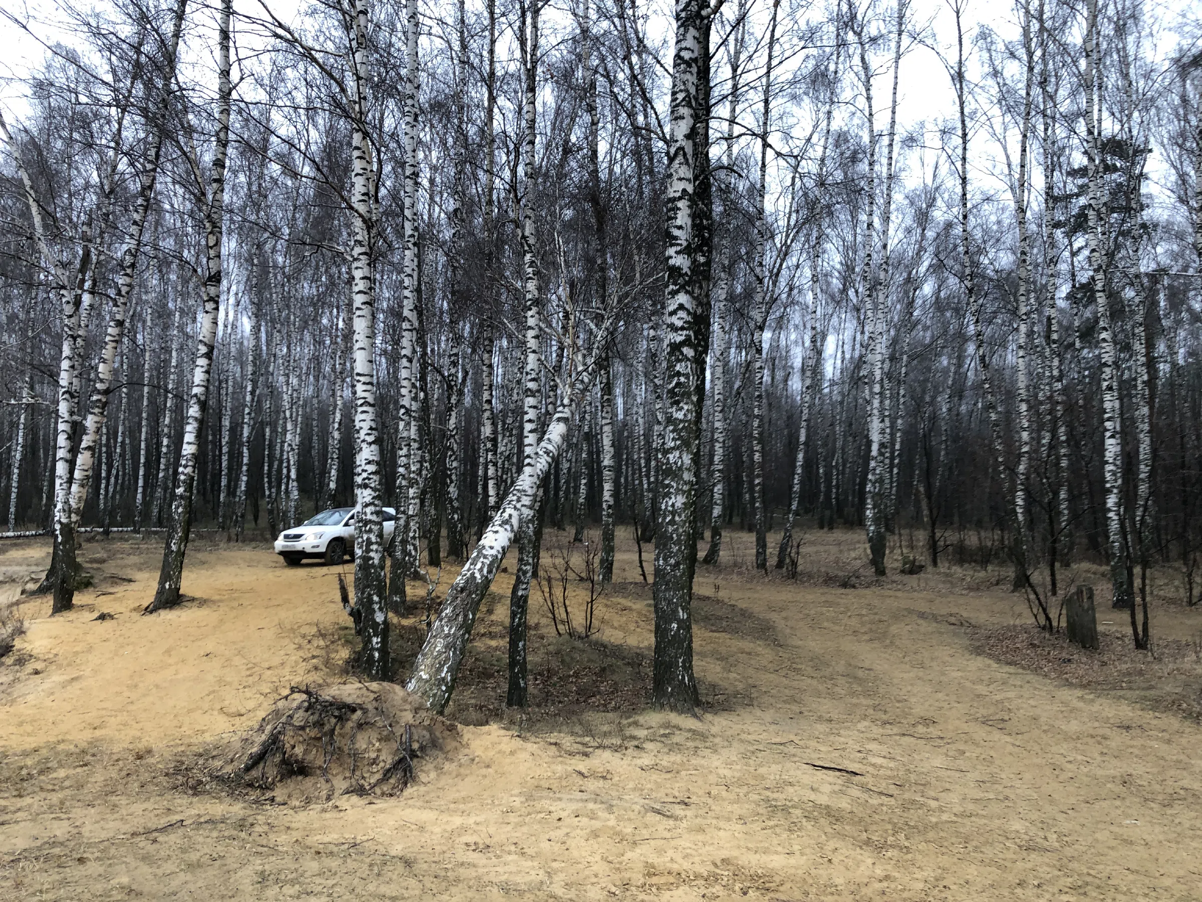 Березовая роща у обрыва, фото 13