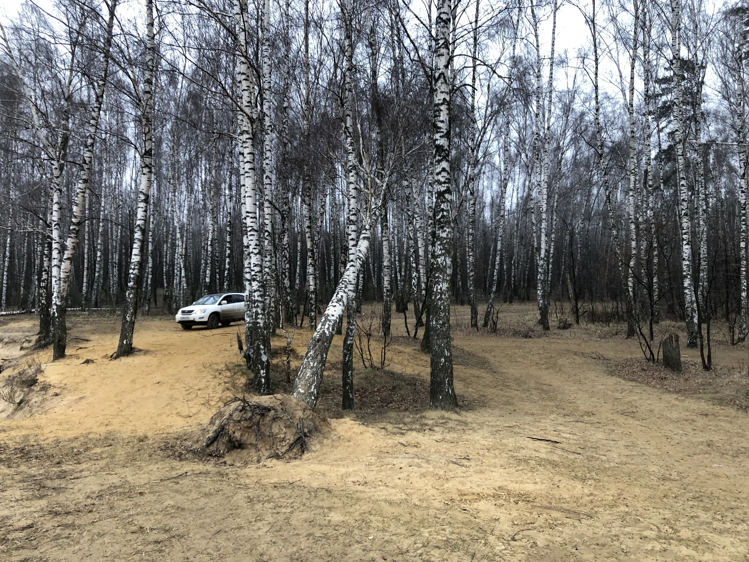 Березовая роща у обрыва, фото 10