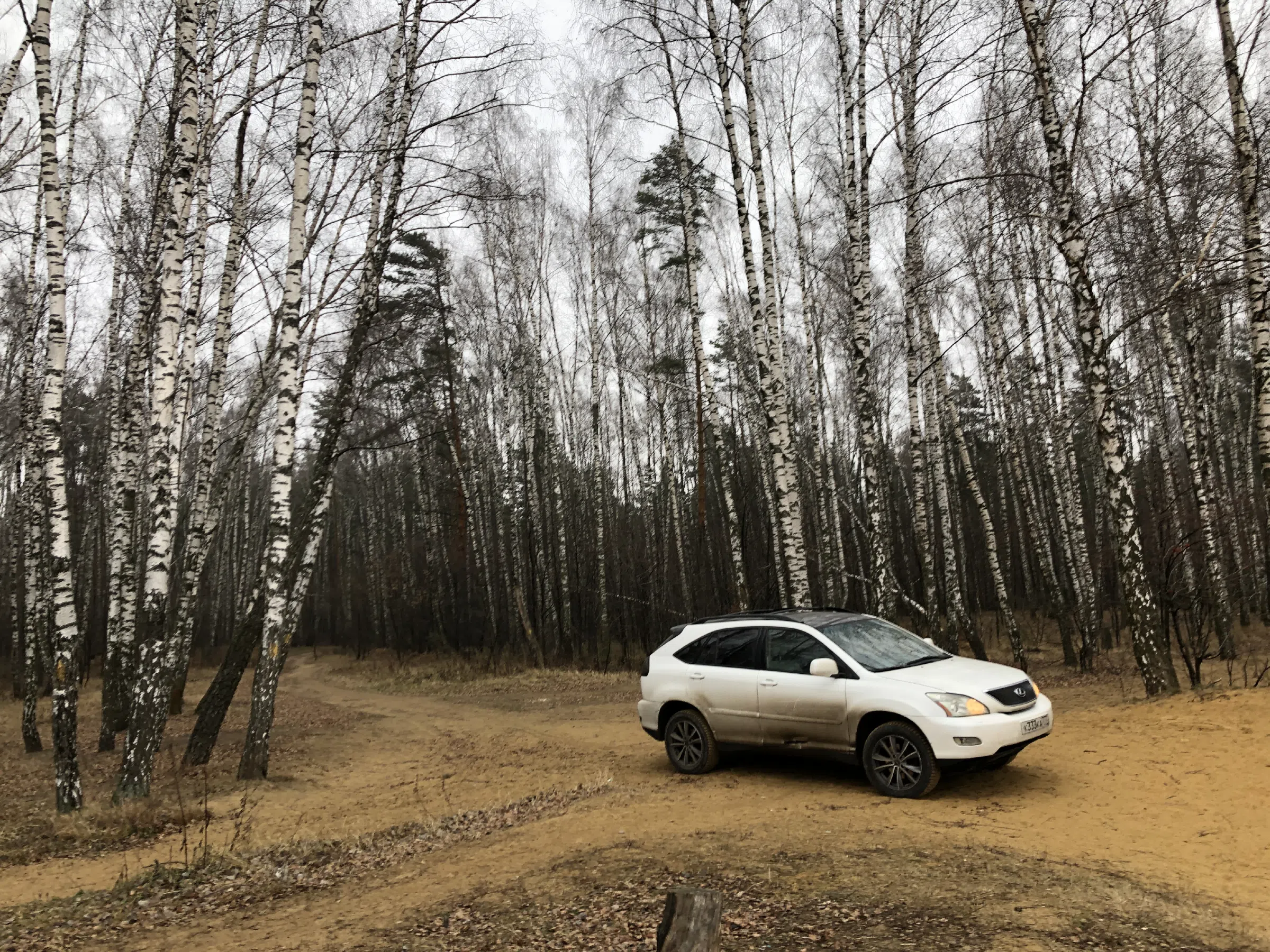 Березовая роща у обрыва, фото 7