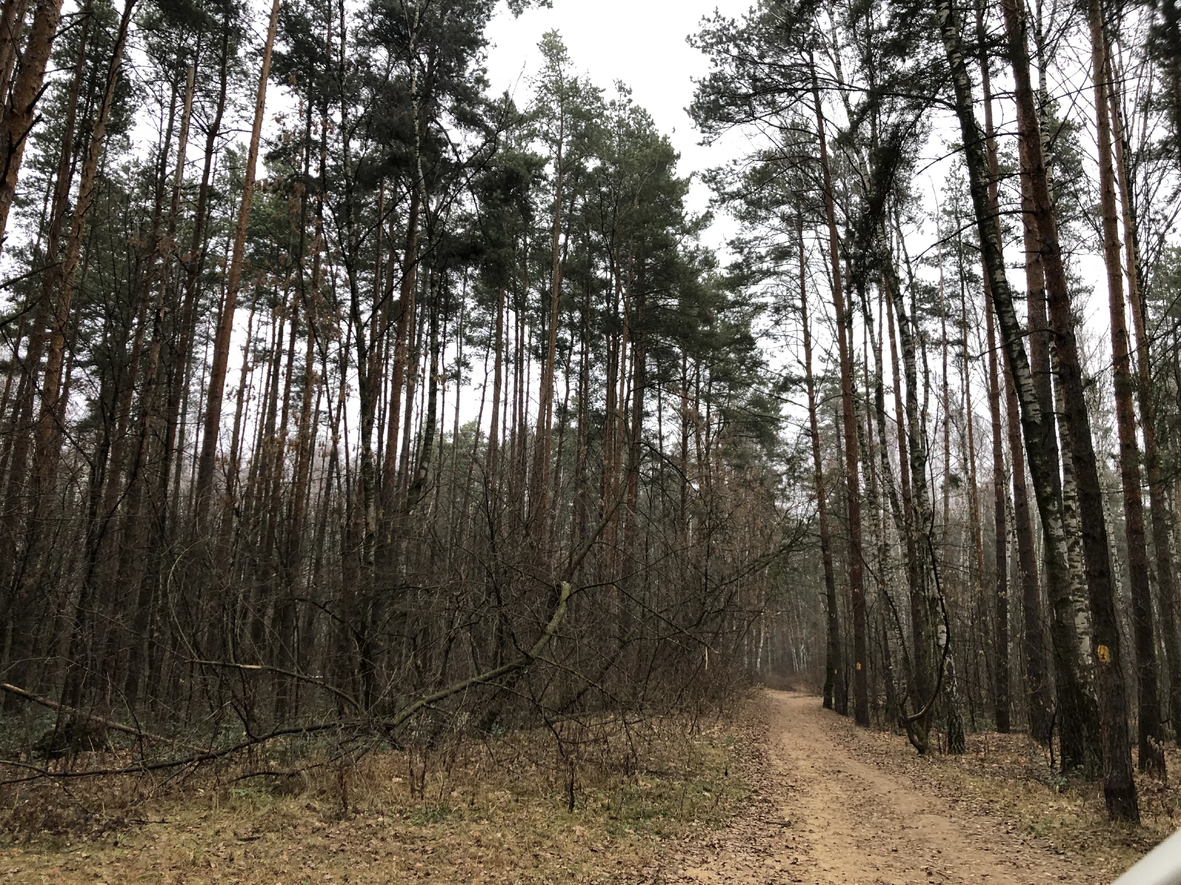 Березовая роща у обрыва, фото 14