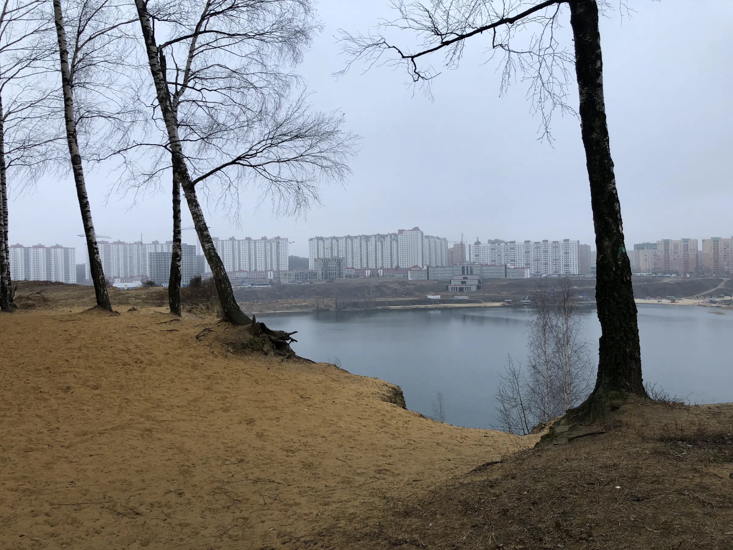 Березовая роща у обрыва, фото 3