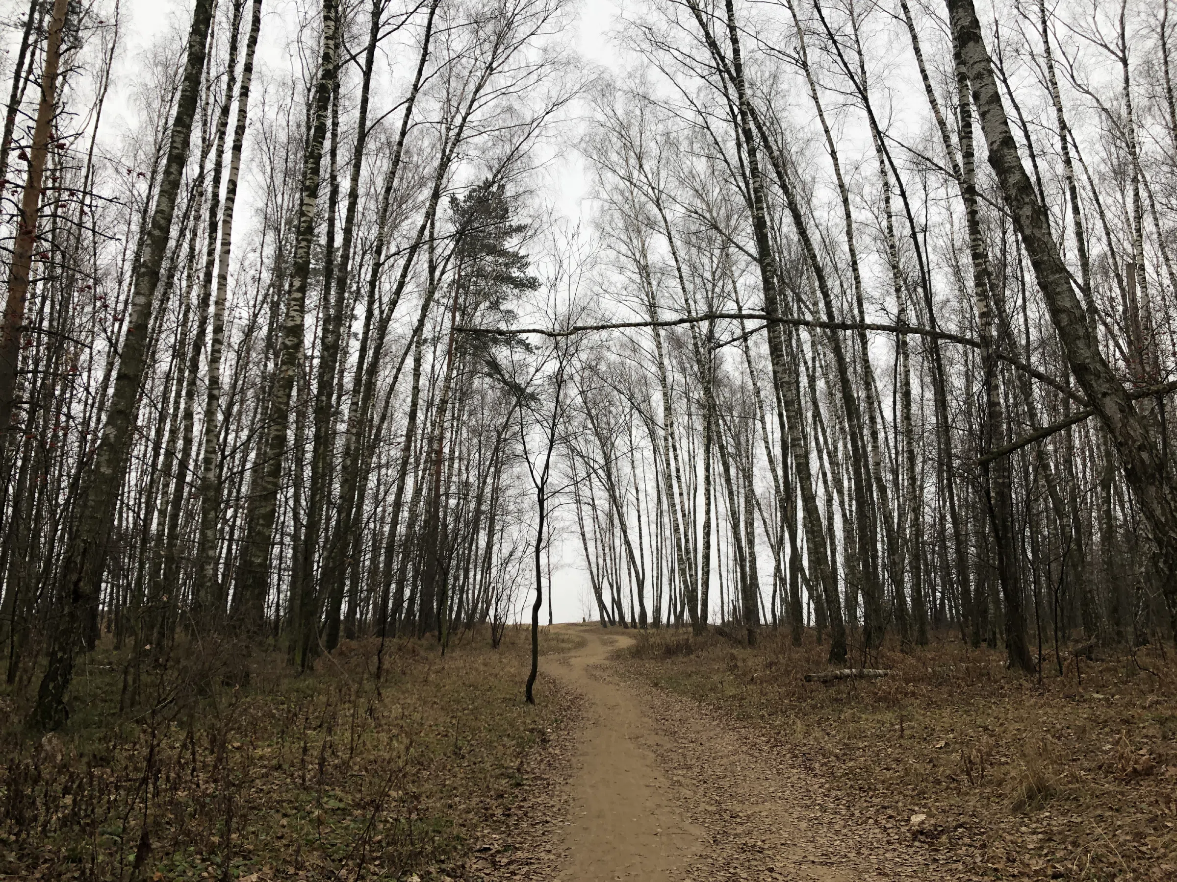 Березовая роща у обрыва, фото 1