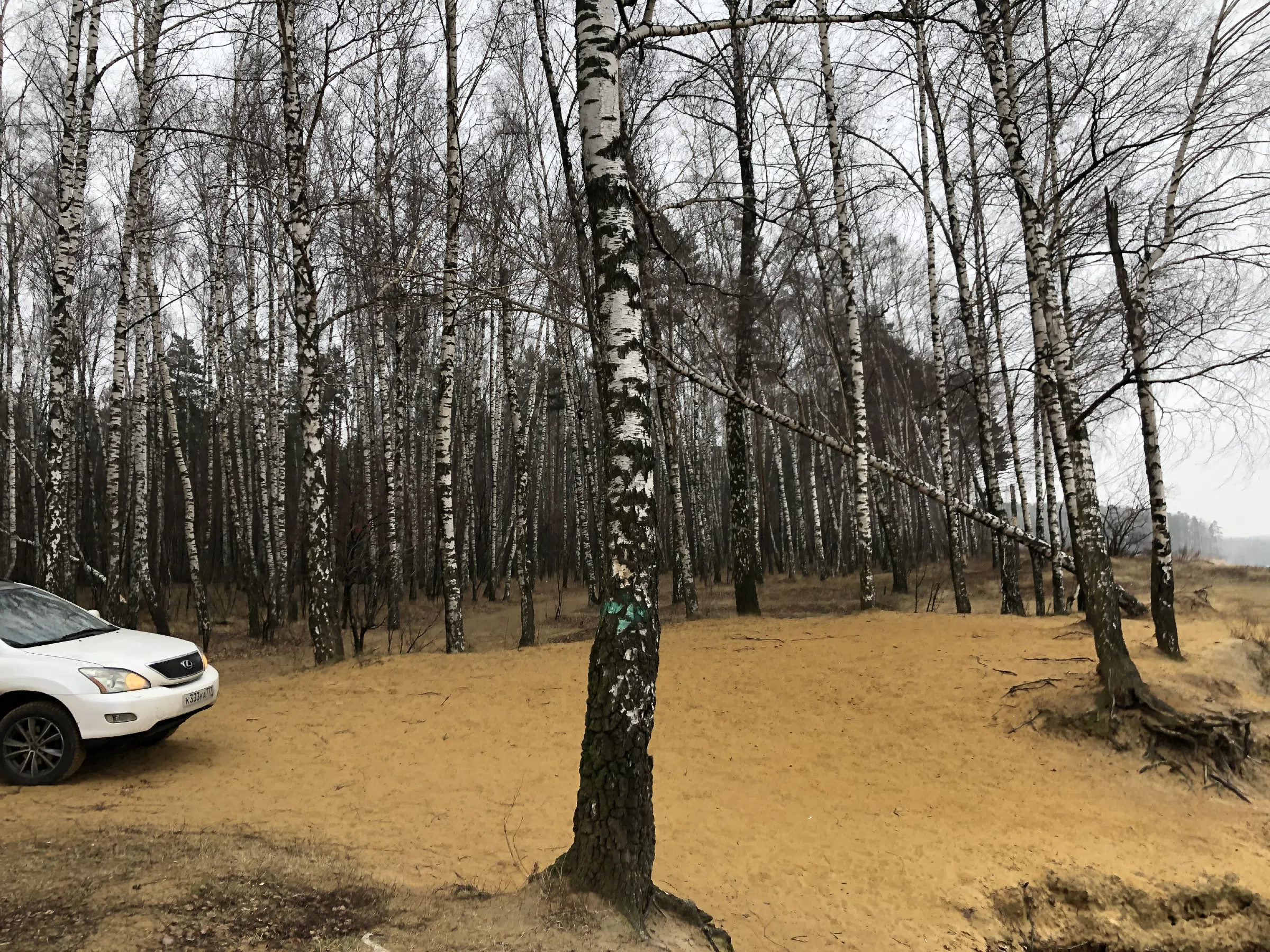 Березовая роща у обрыва, фото 6