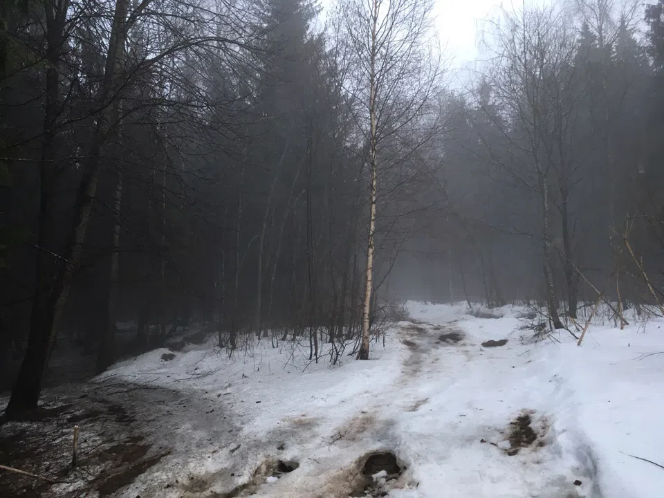 Лес в тумане, фото 17