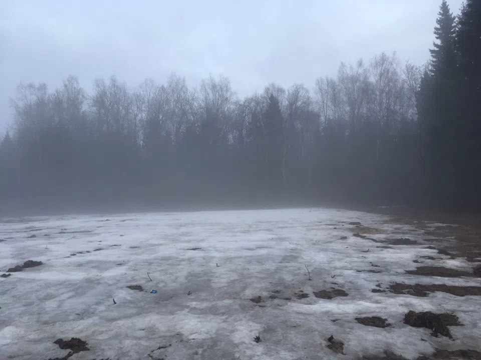 Лес в тумане, фото 5