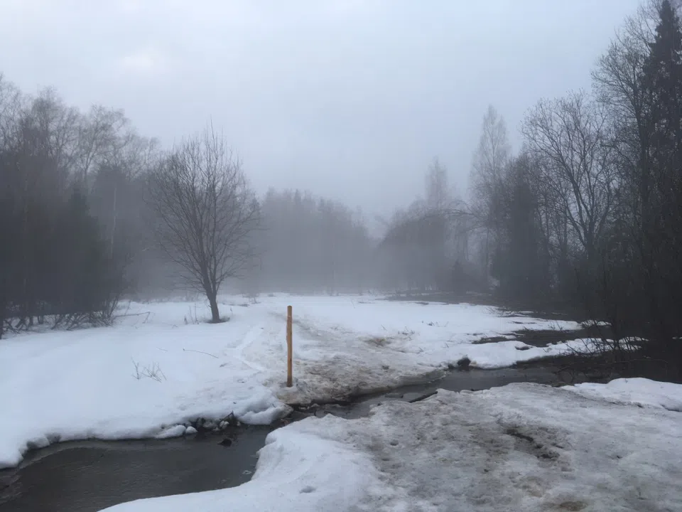 Лес в тумане, фото 16
