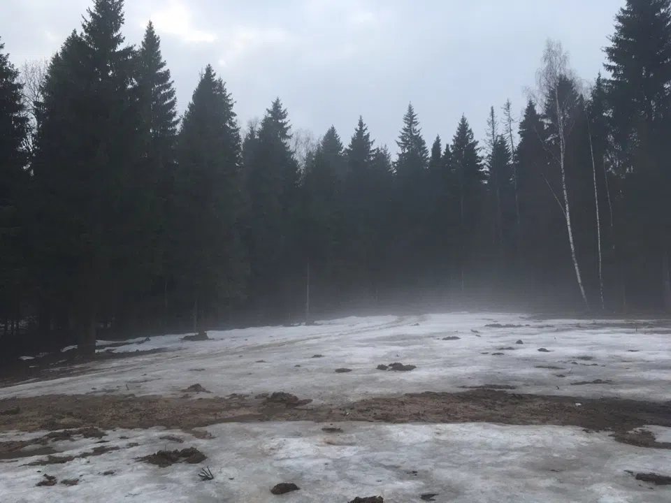 Лес в тумане, фото 4