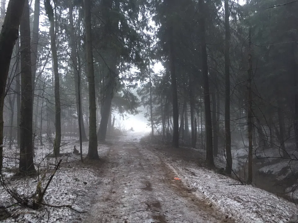 Лес в тумане, фото 11