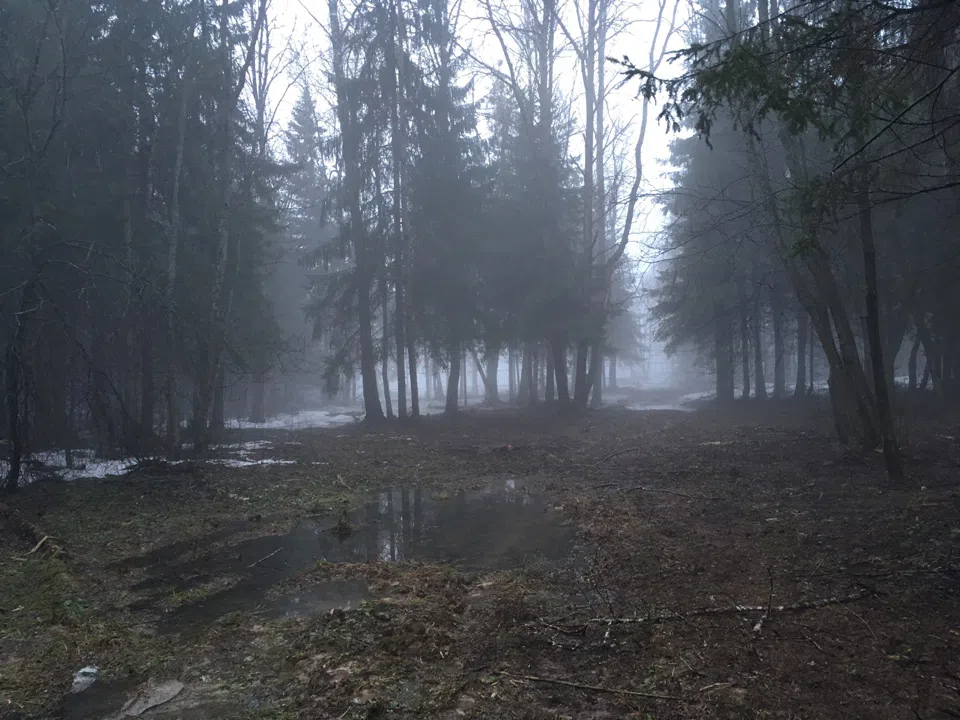 Лес в тумане, фото 23
