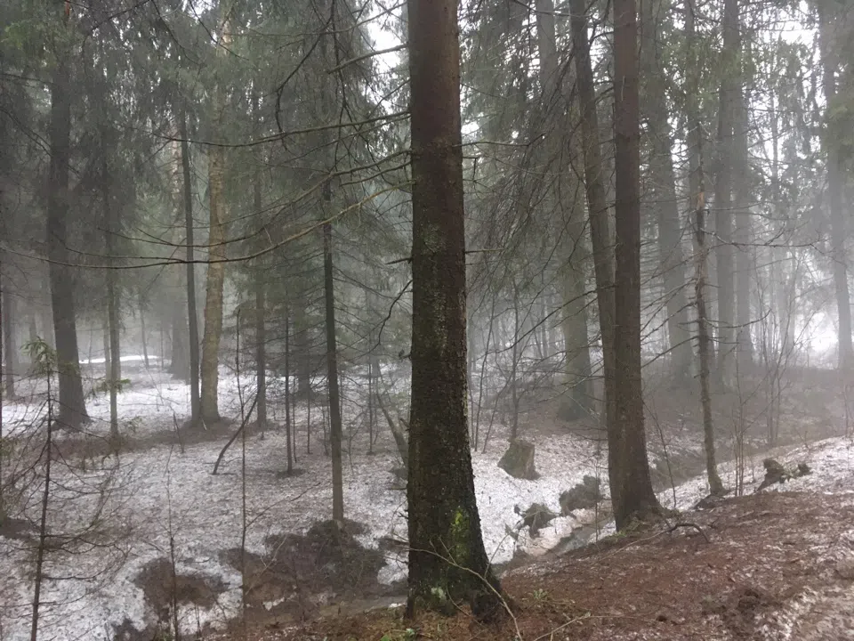 Лес в тумане, фото 10