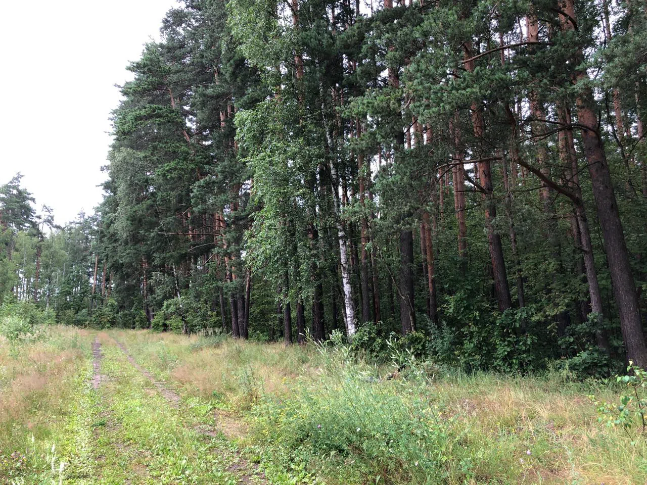 Лес у ручья, фото 6