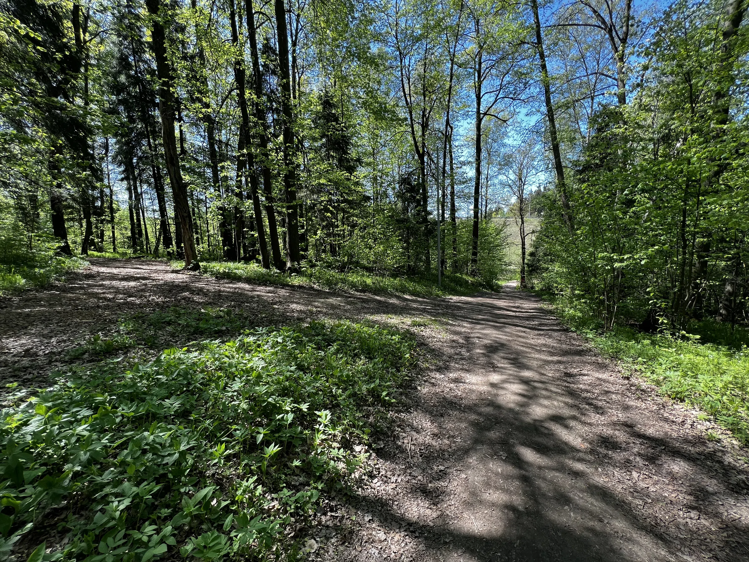 Лес для велопрогулок, фото 5