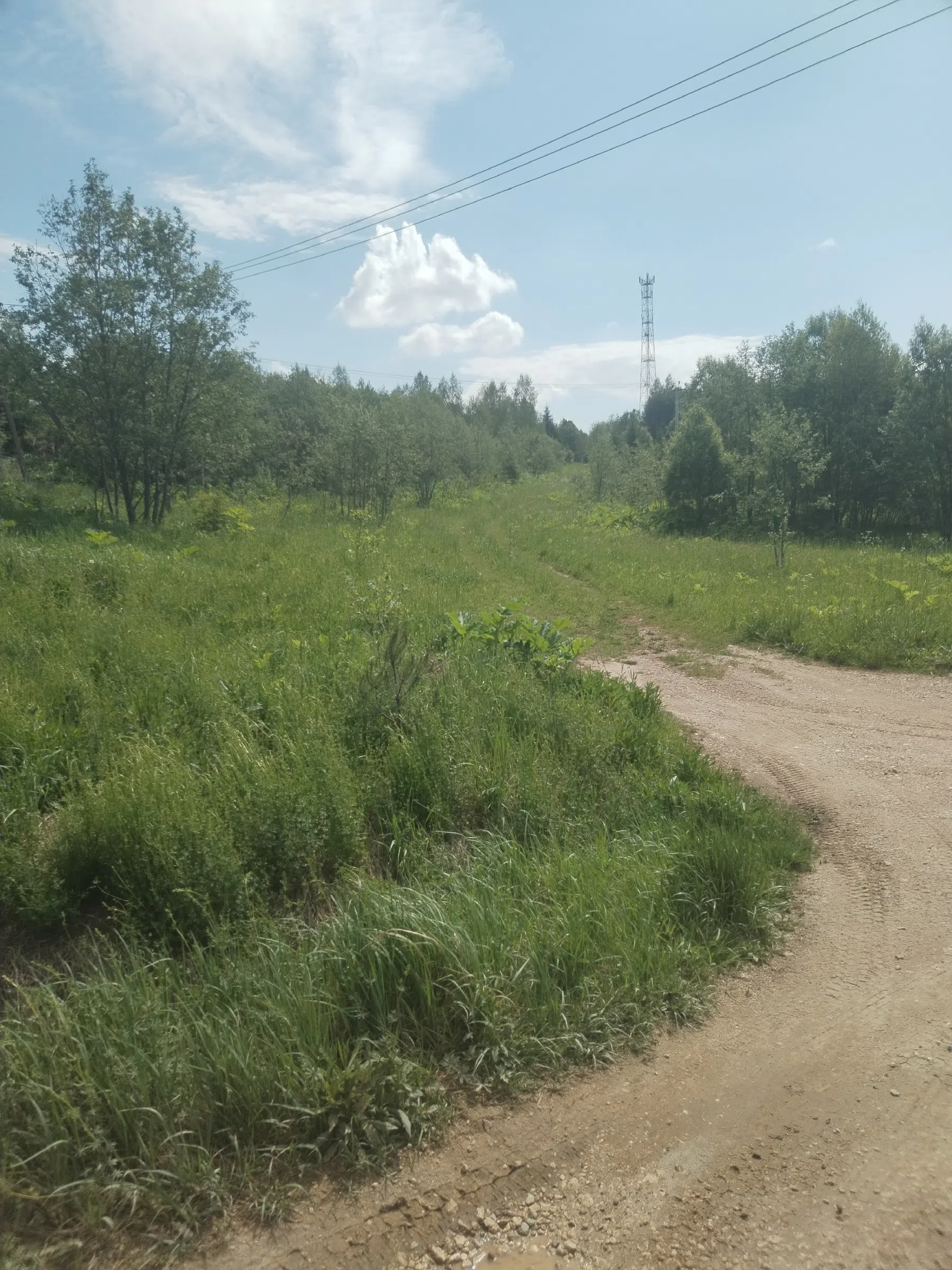 Дикая полевая дорога, фото 2