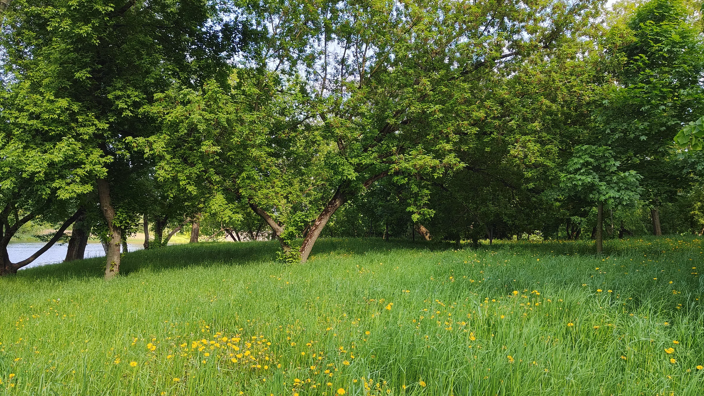 Парк у воды с одуванчиками, фото 5