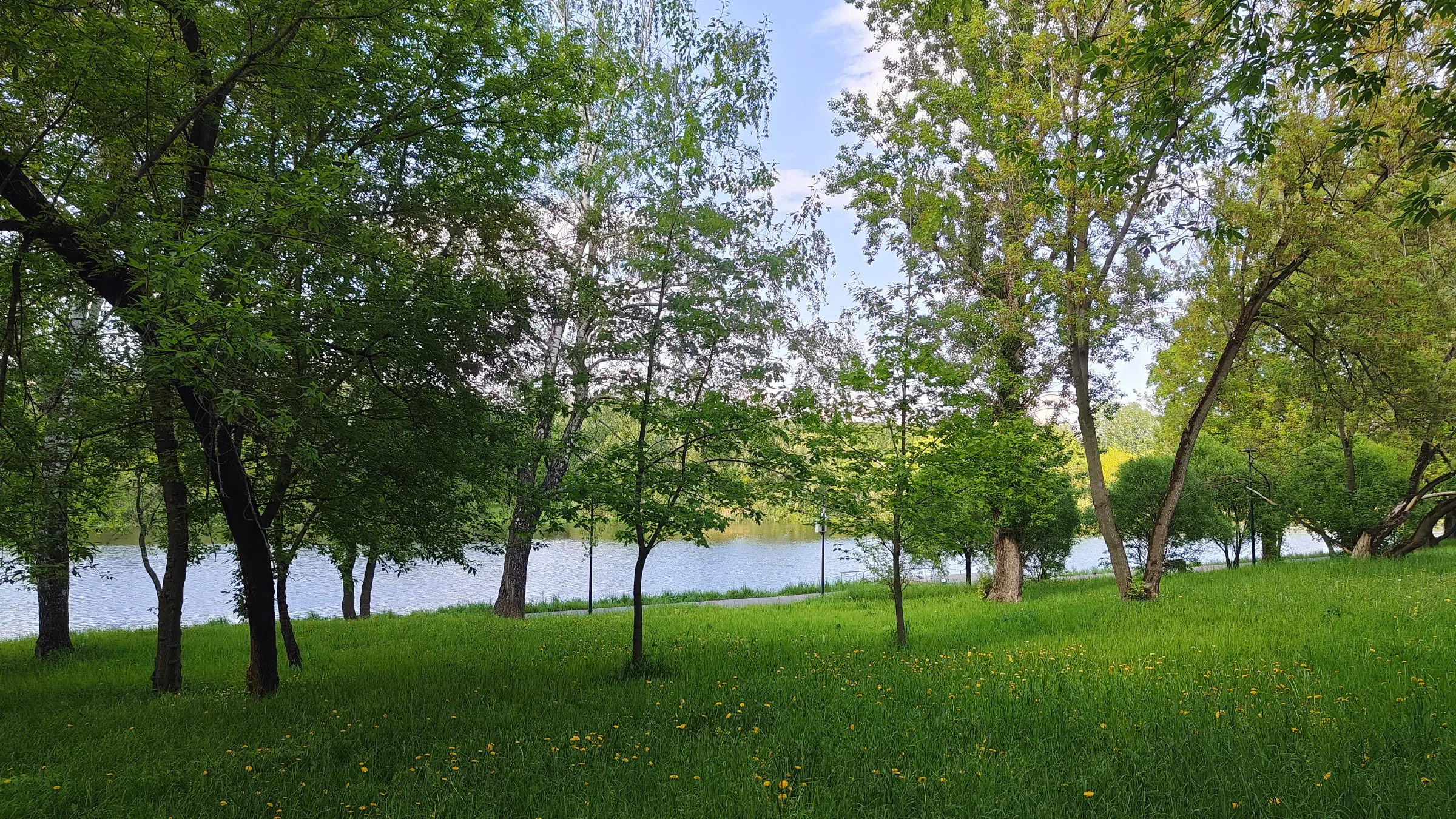 Парк у воды с одуванчиками, фото 2