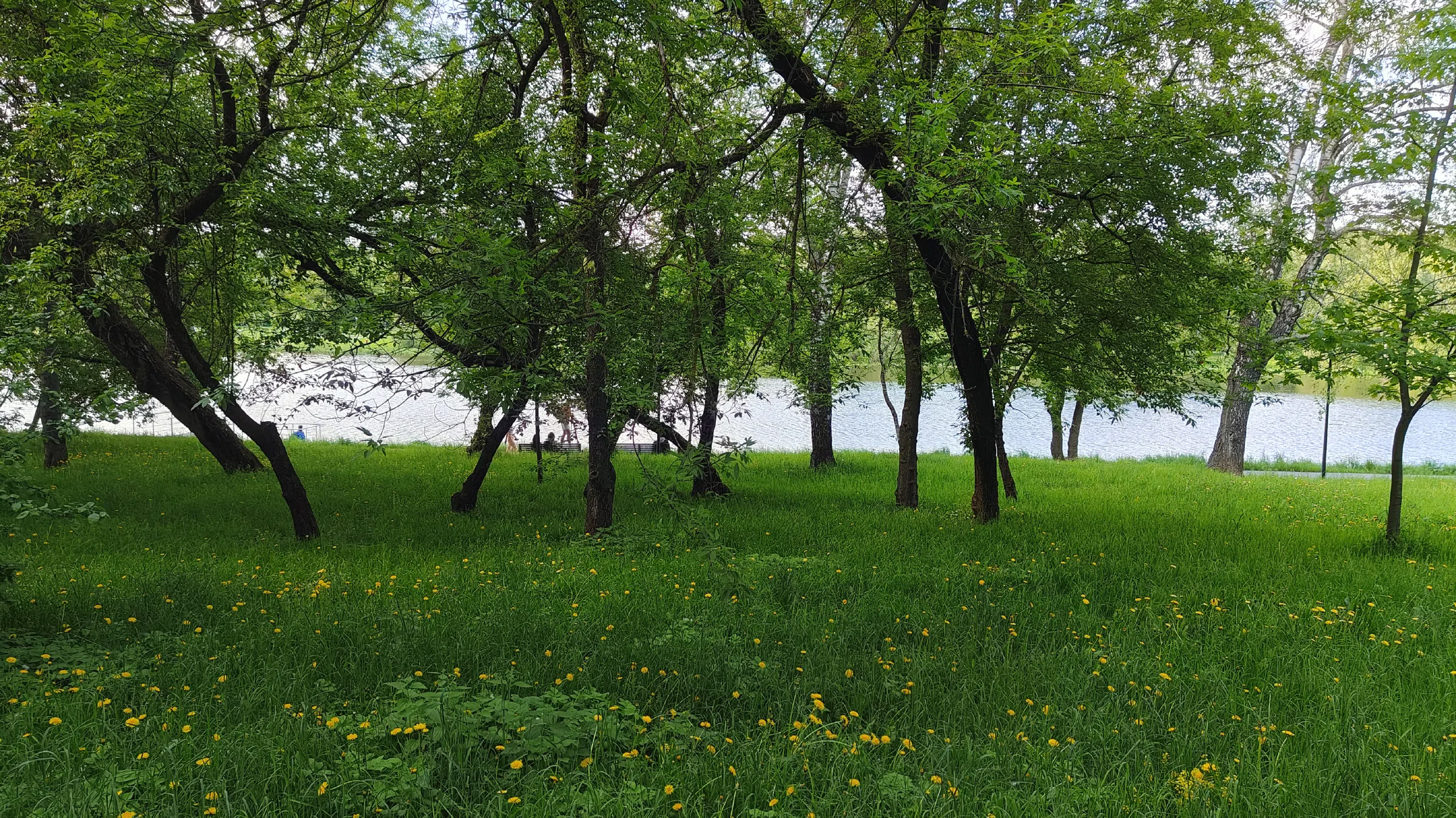 Парк у воды с одуванчиками, фото 3