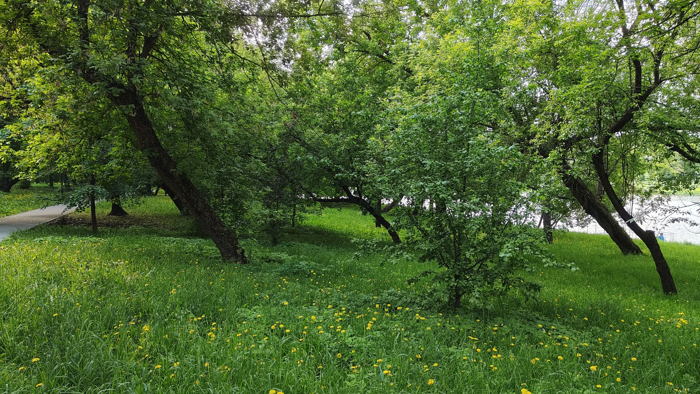 Парк у воды с одуванчиками, фото 4