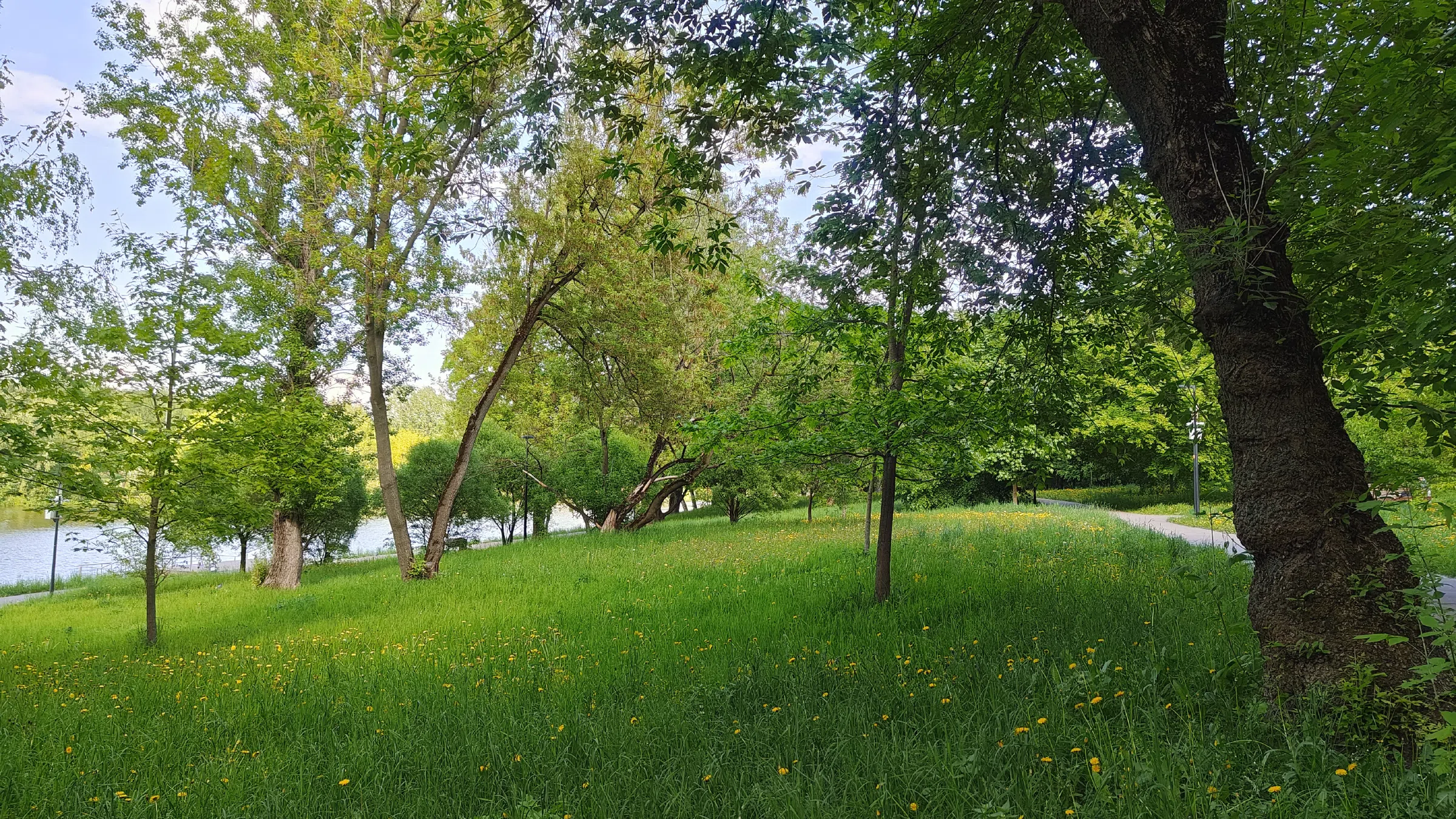 Парк у воды с одуванчиками, фото 1