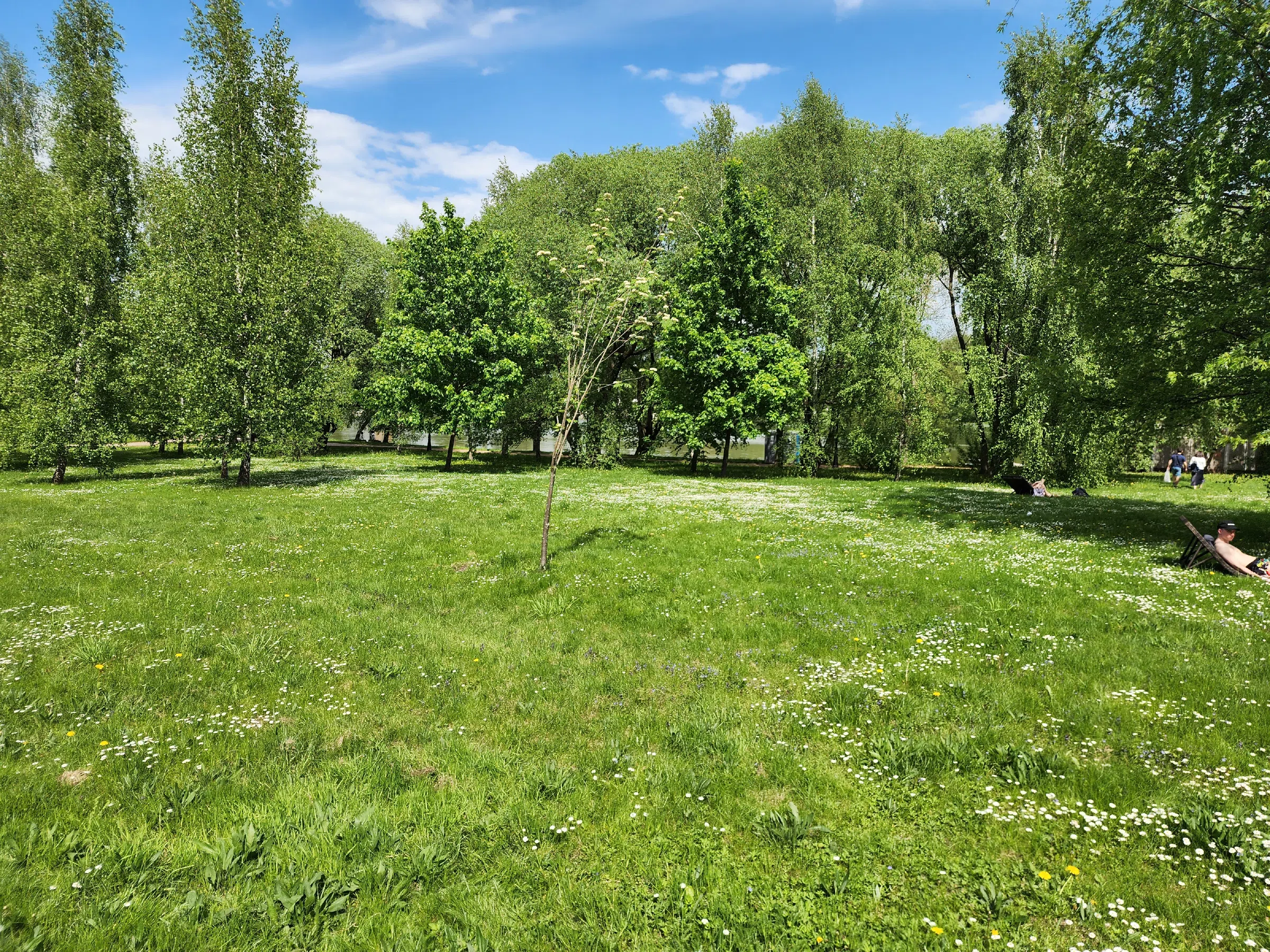 Березовая роща у воды, фото 1
