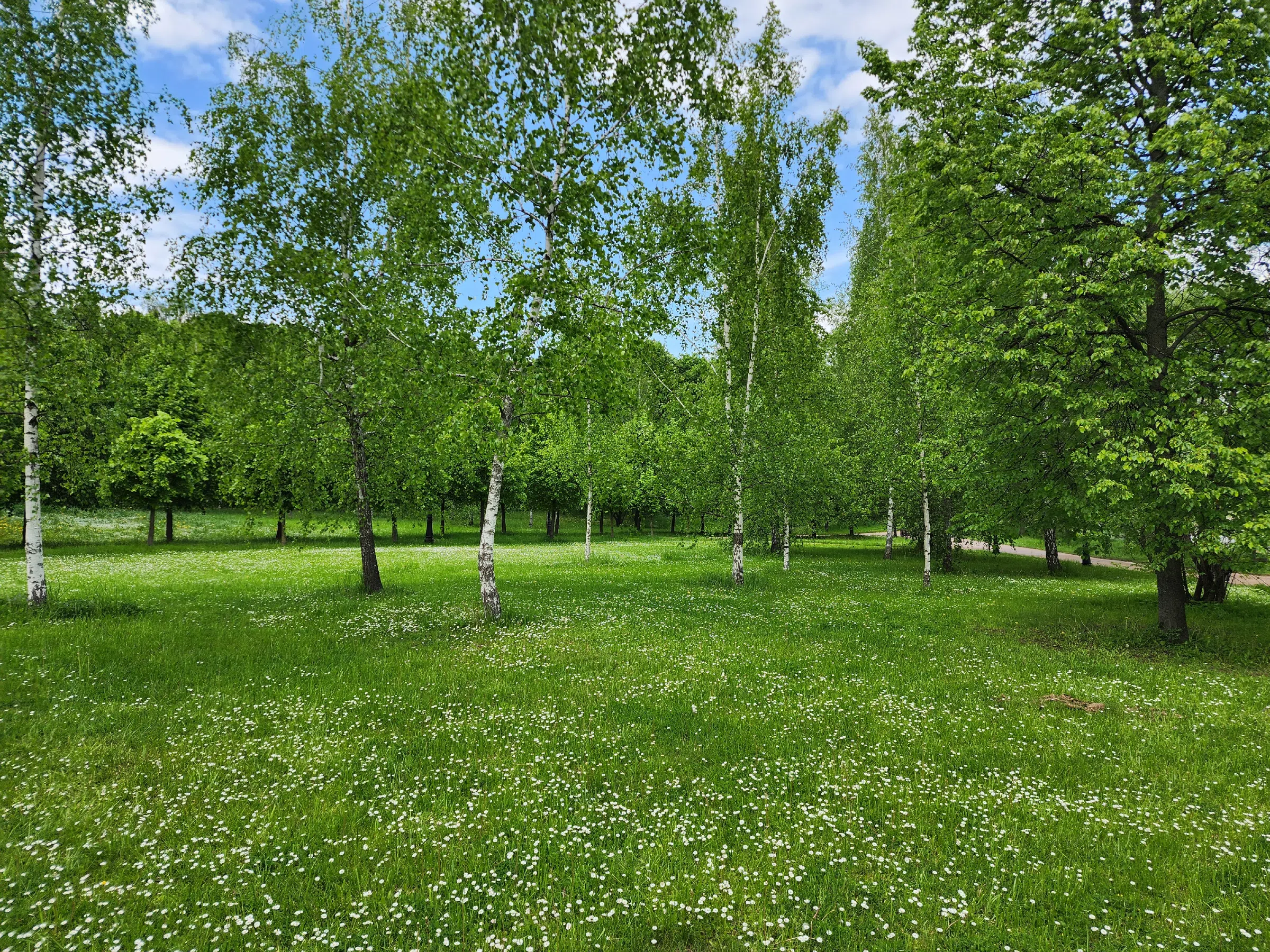 Поляна ромашковых берёз, фото 6