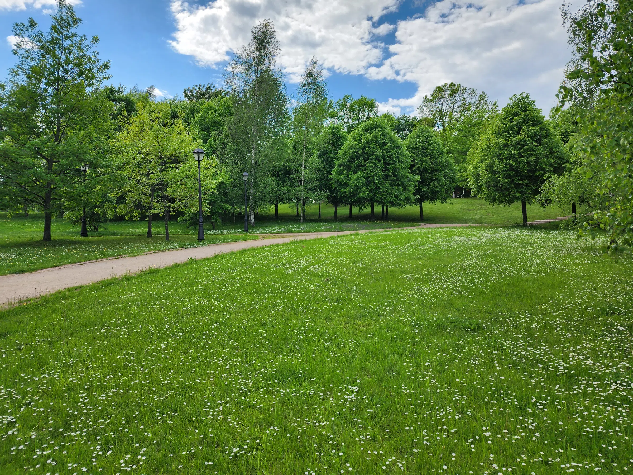 Поляна ромашковых берёз, фото 4