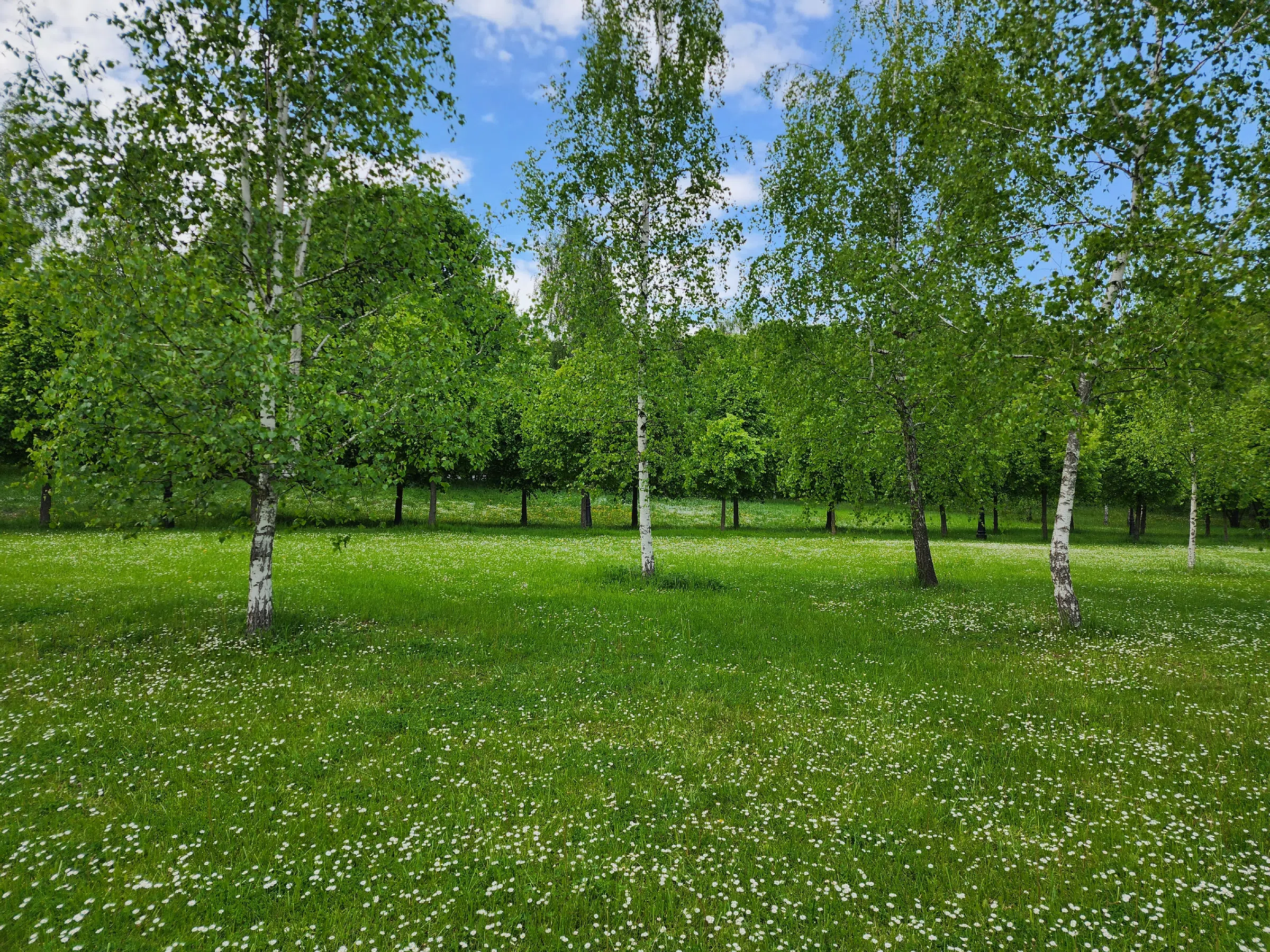 Поляна ромашковых берёз, фото 5