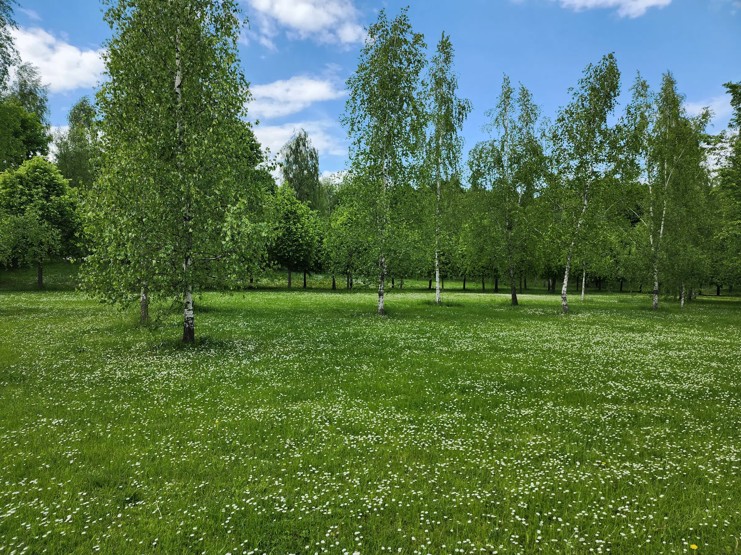 Поляна ромашковых берёз, фото 1