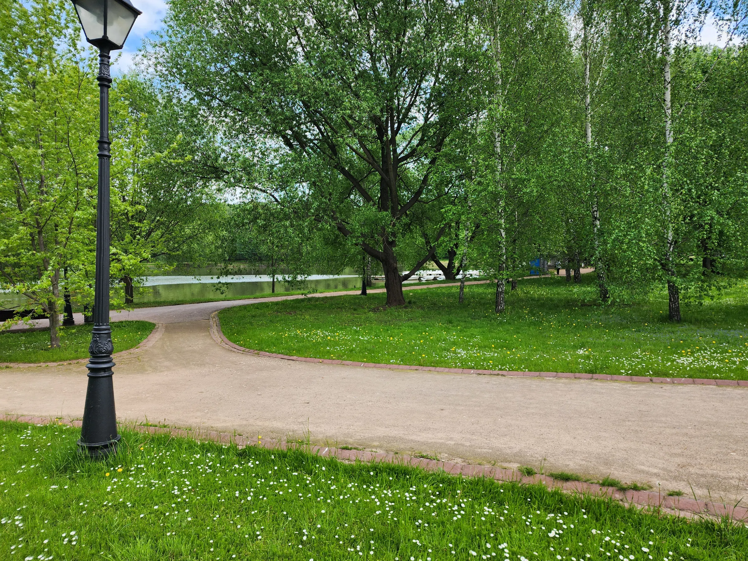 Поляна ромашковых берёз, фото 2