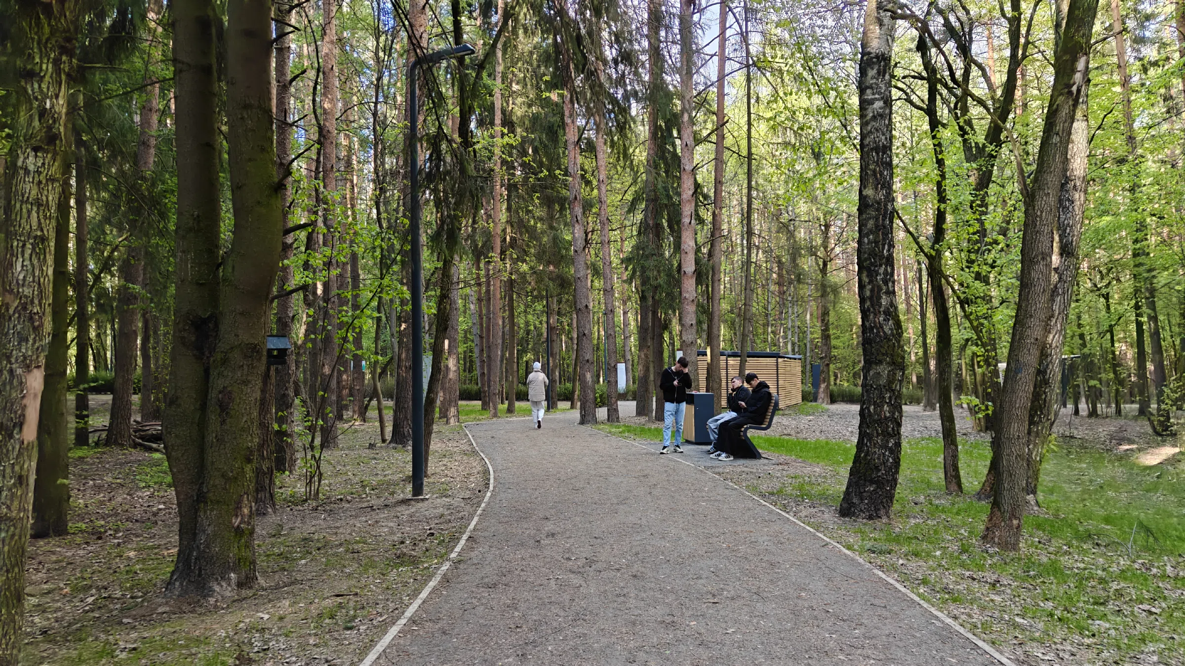 Сосновая тропа в лесу, фото 5