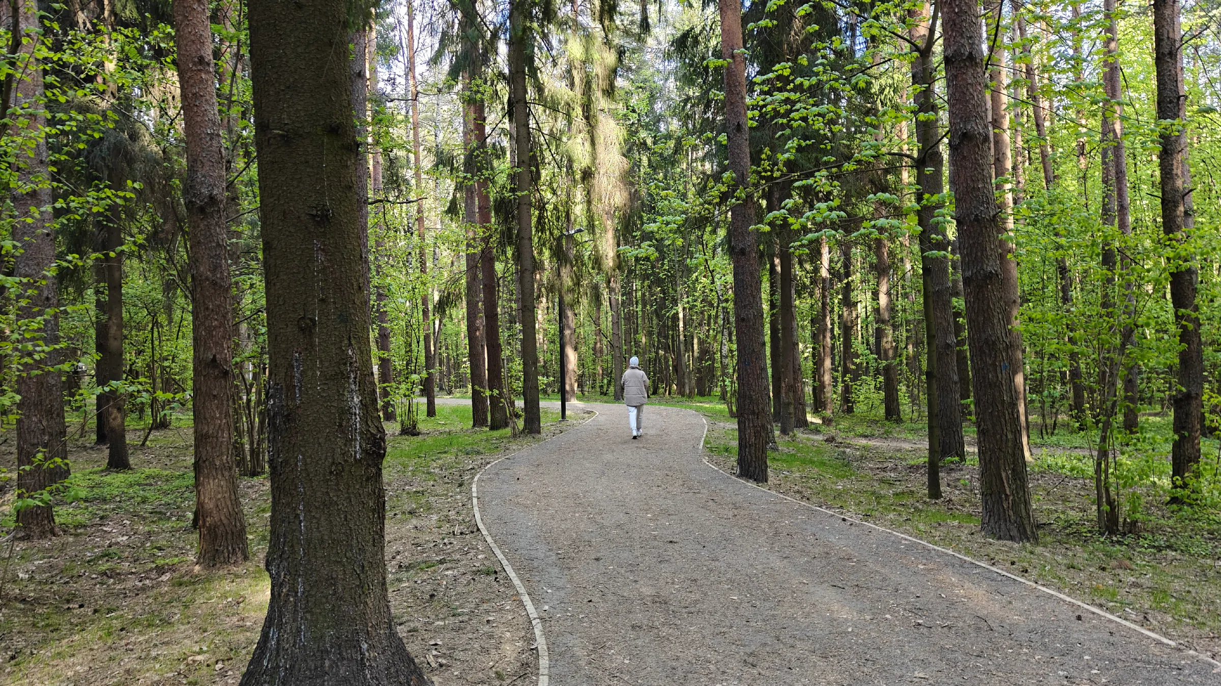 Сосновая тропа в лесу, фото 4