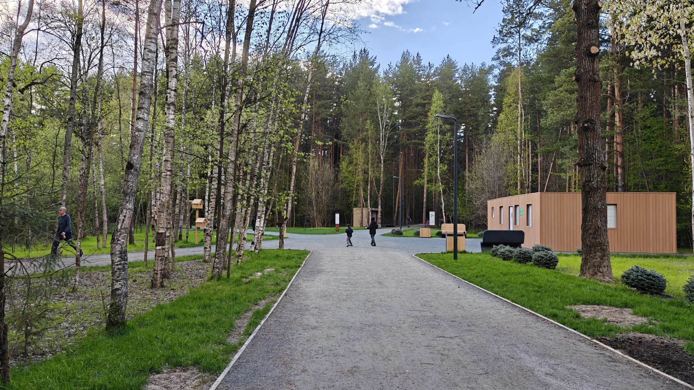 Сосновая тропа в лесу, фото 17