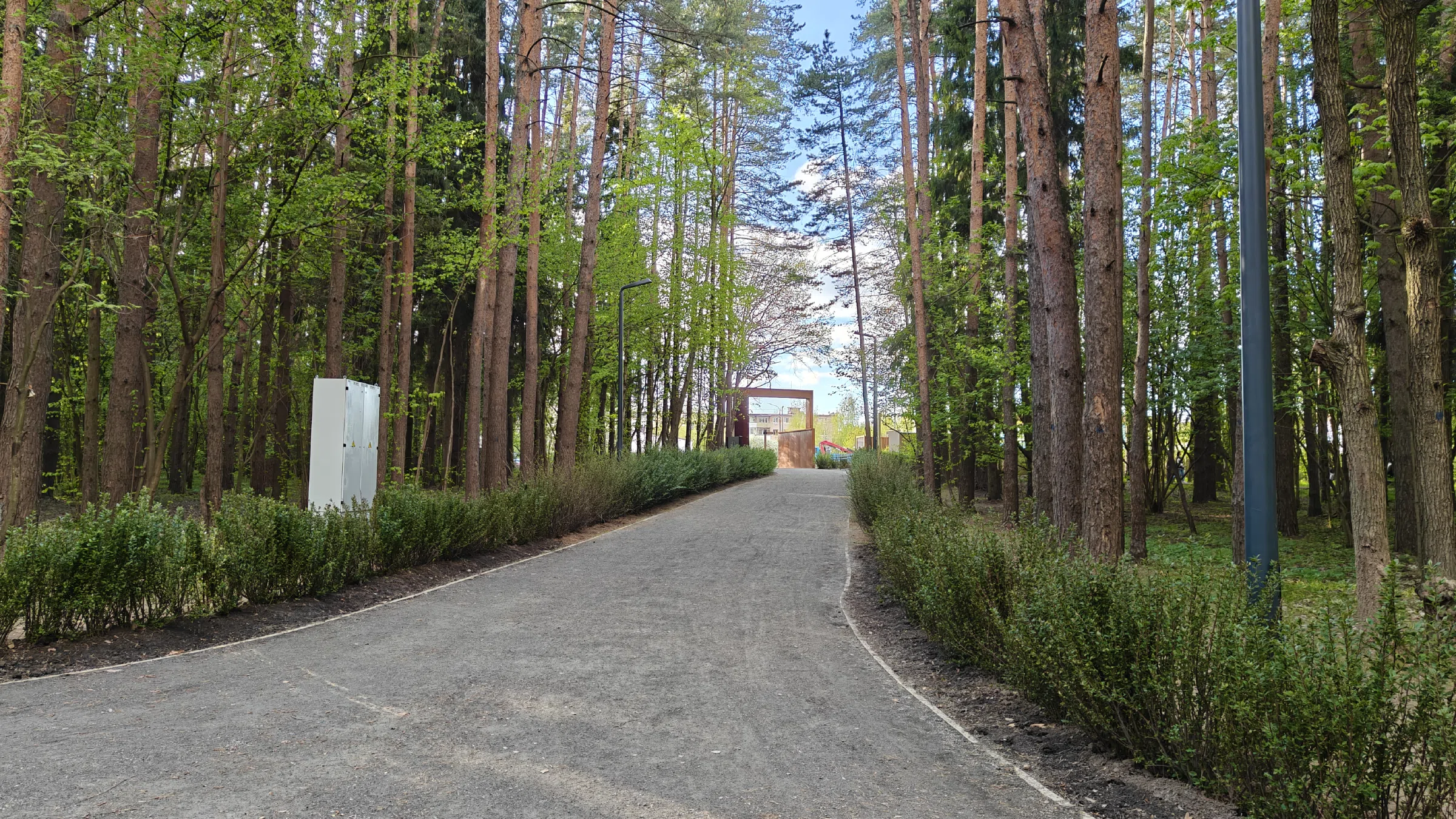 Сосновая тропа в лесу, фото 9