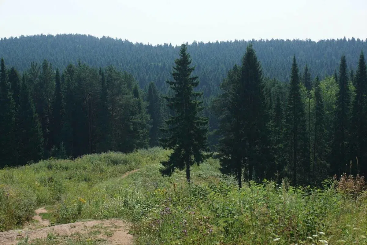 Панорама лесной реки, фото 6