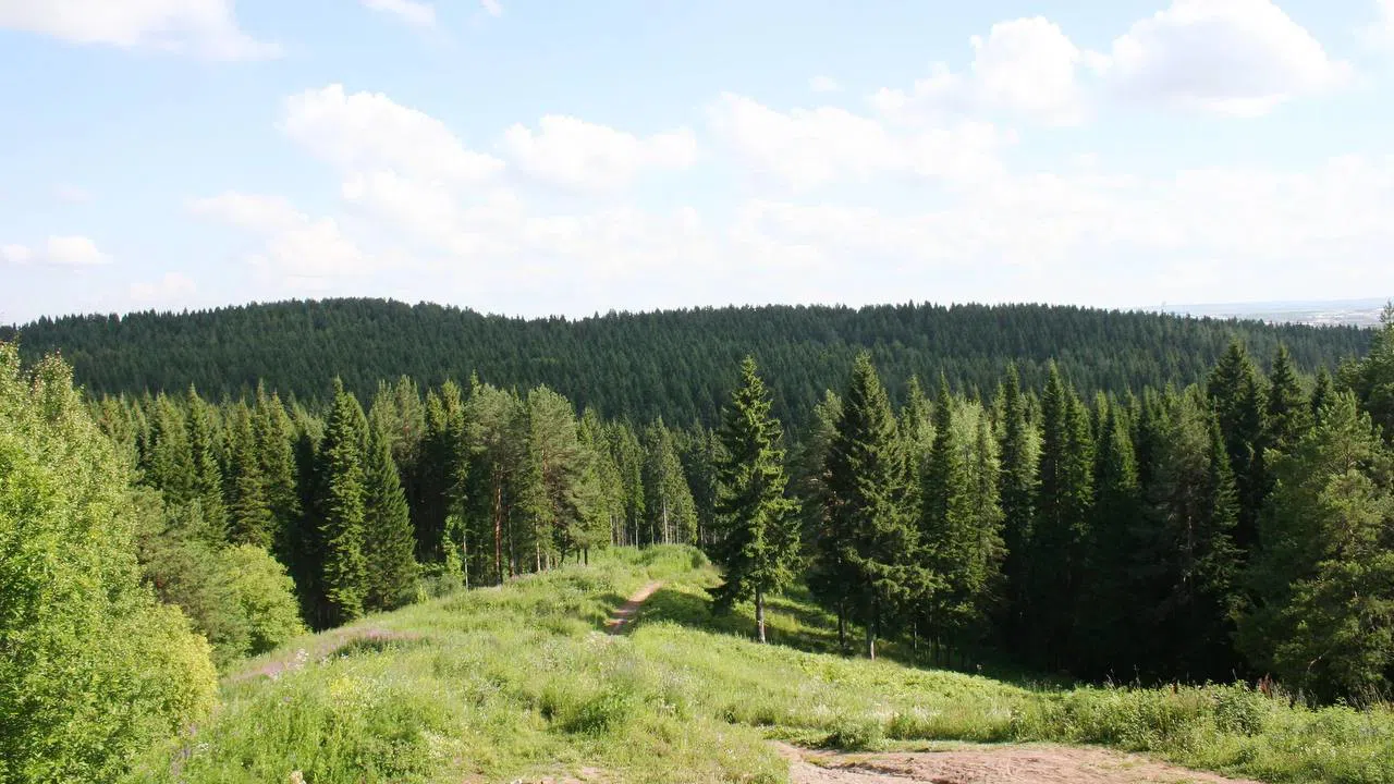 Панорама лесной реки, фото 4