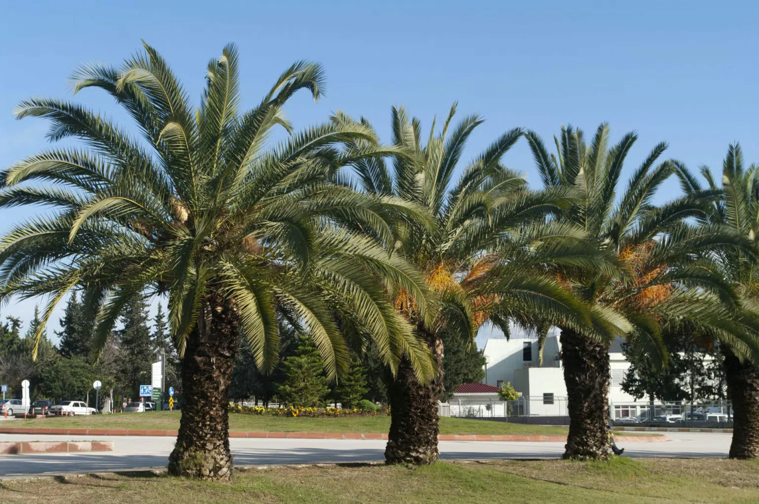 Пальмовый парк, фото 9