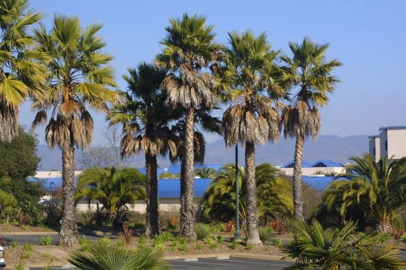 Пальмовый парк, фото 5