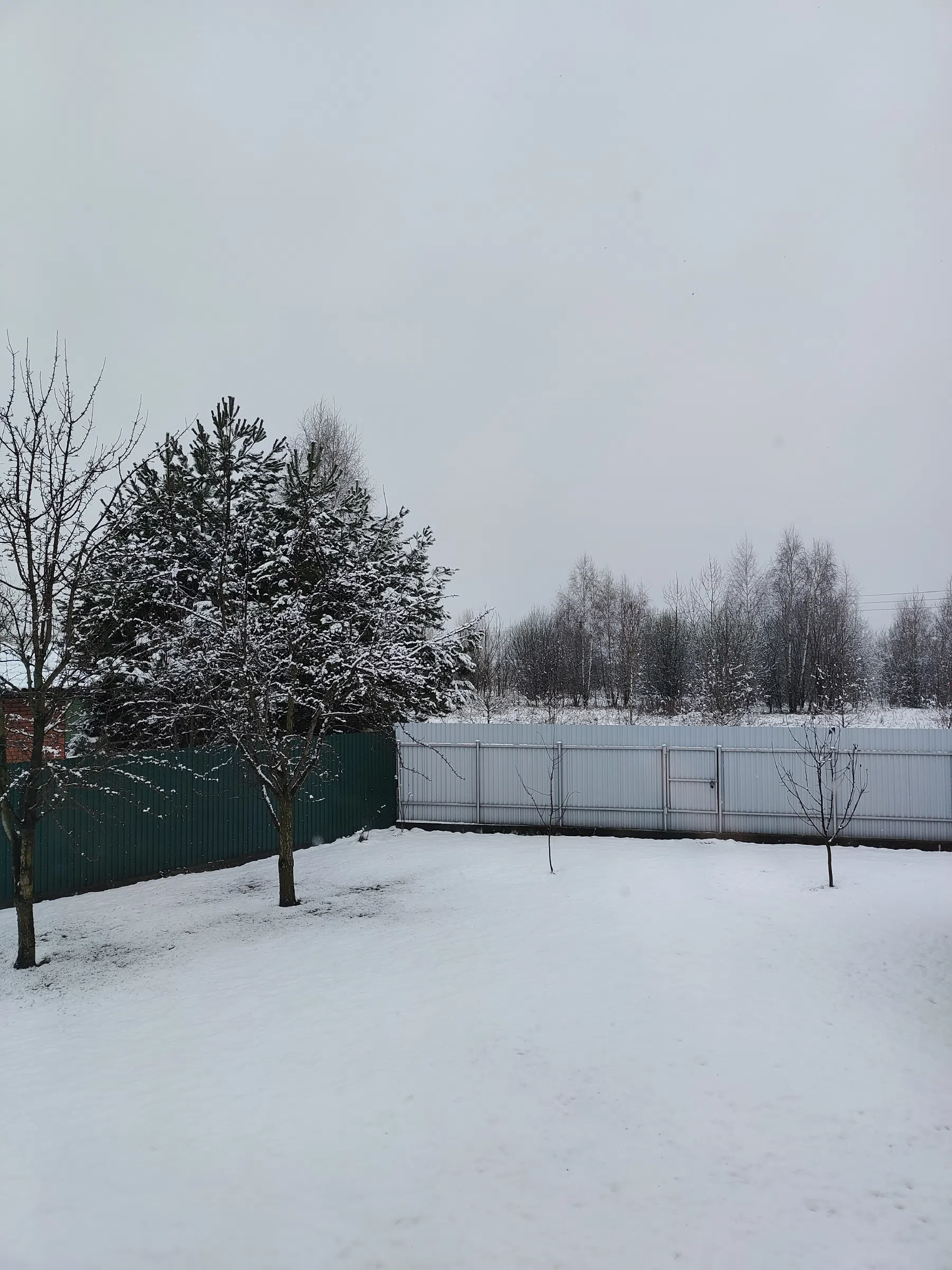 Сосны и поле, фото 1