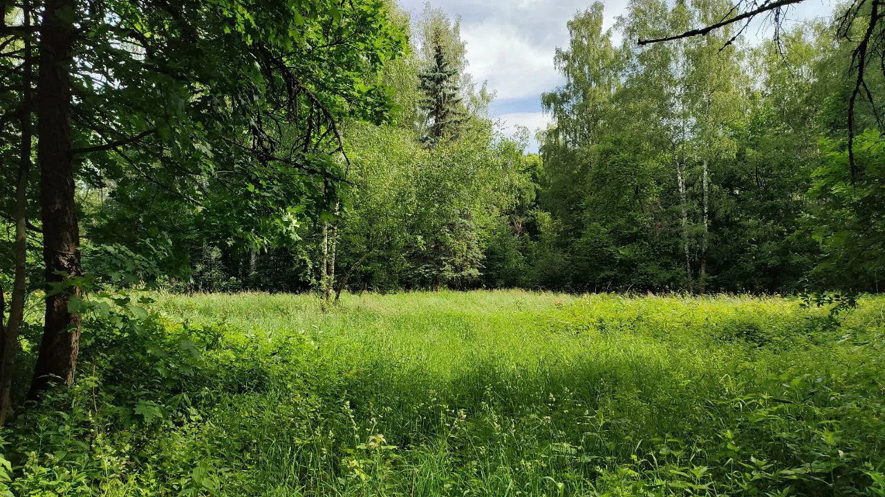 Лесная тропа и поляна, фото 7