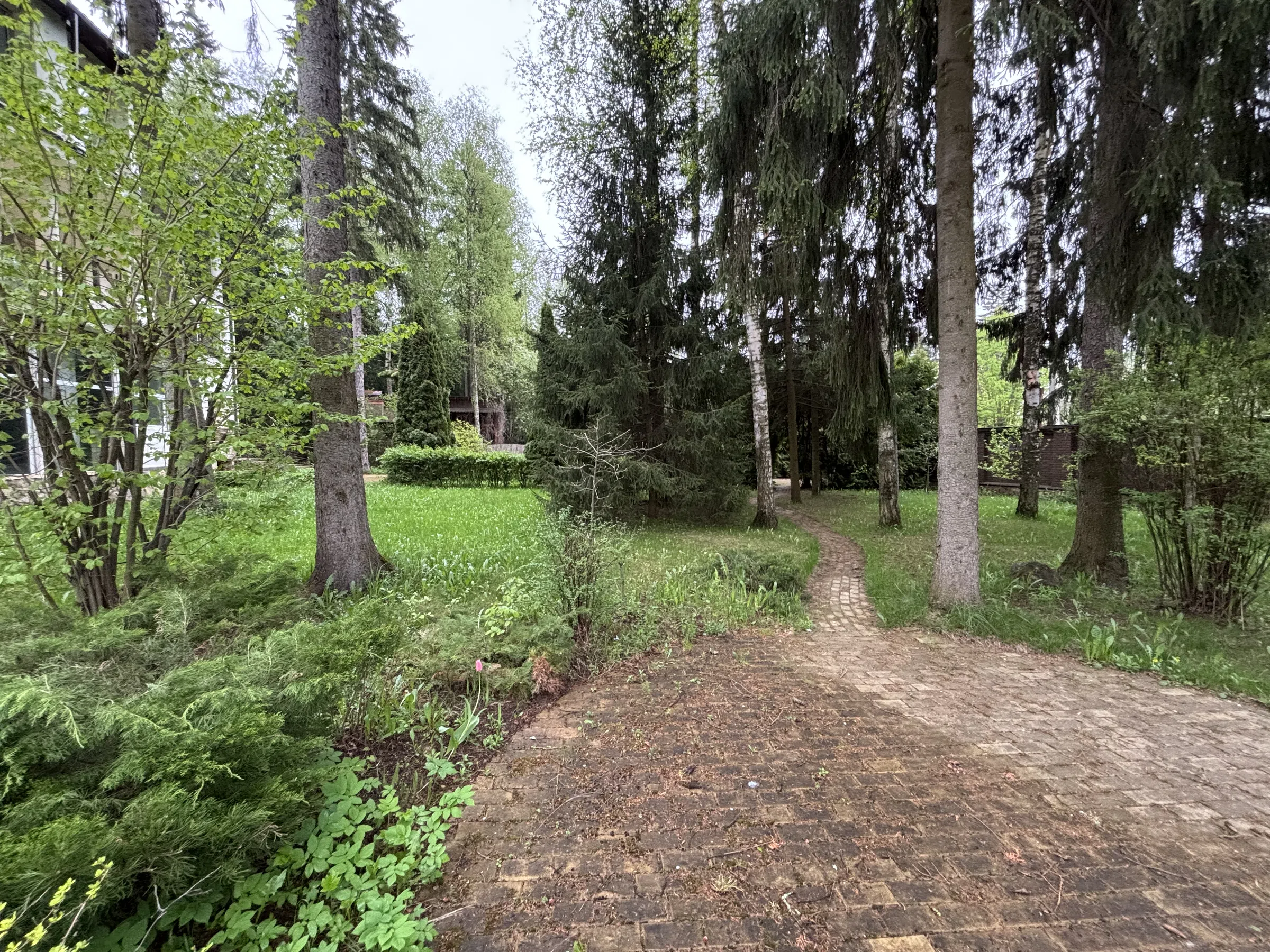 Большой лес в лесу, фото 15